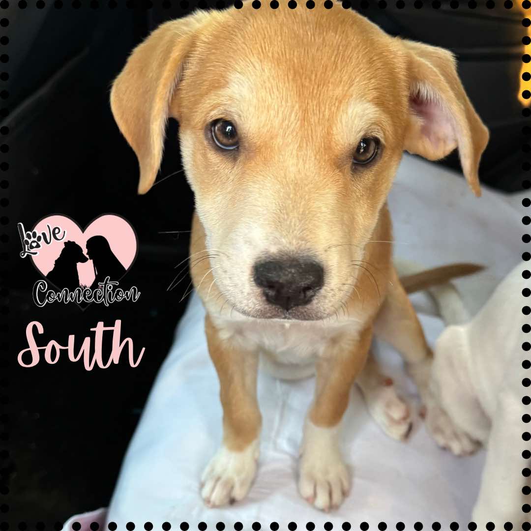 Adopt South Today Find Paw Pal