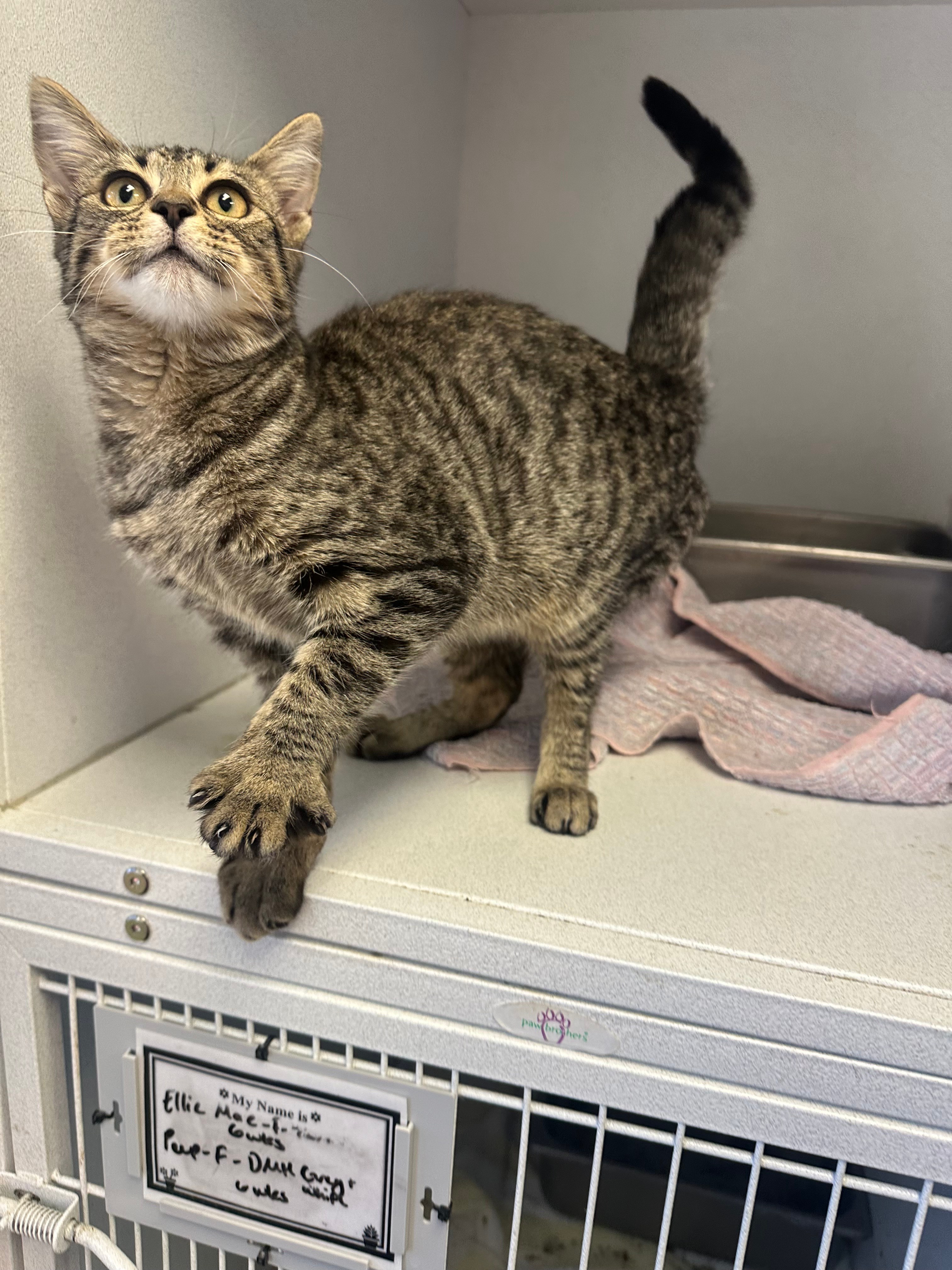 Adopt Celeste Today Find Paw Pal