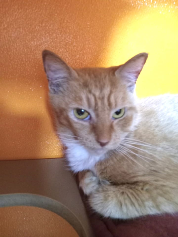 Adopt Mamma Mia Today Find Paw Pal