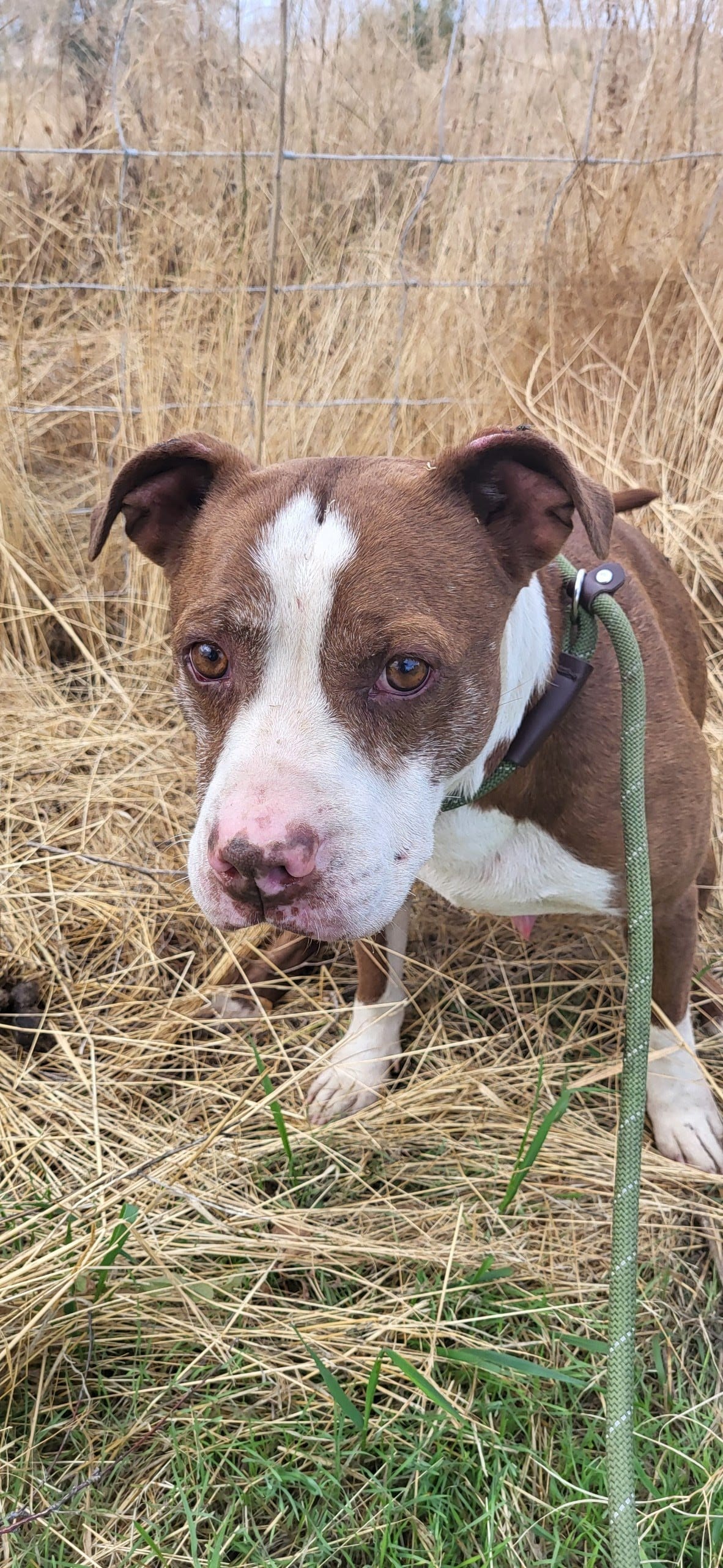 Adopt Scout Today Find Paw Pal