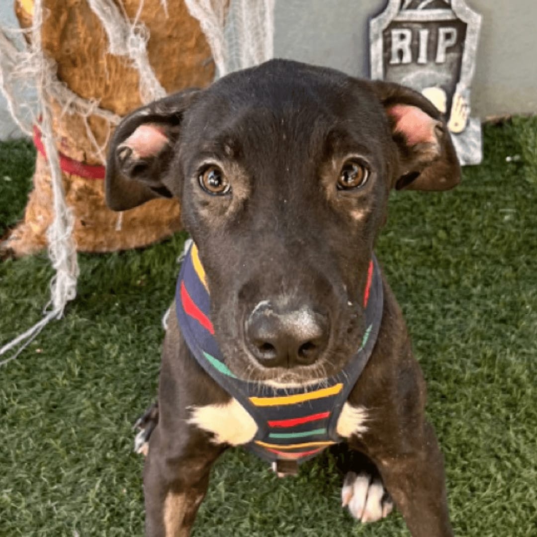 Adopt Ash Today Find Paw Pal