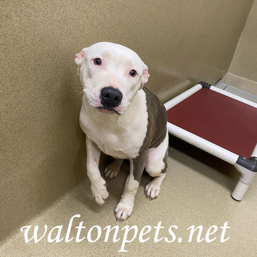 Adopt Nova 17146 Today Find Paw Pal