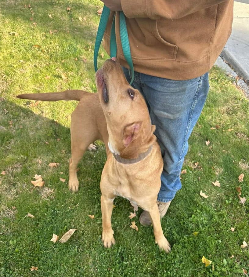 Adopt Hank soon) Today Find Paw Pal