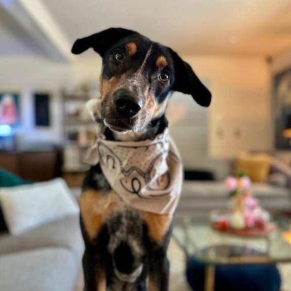 Adopt Jason Sweet As Pie Little Guy Today Find Paw Pal