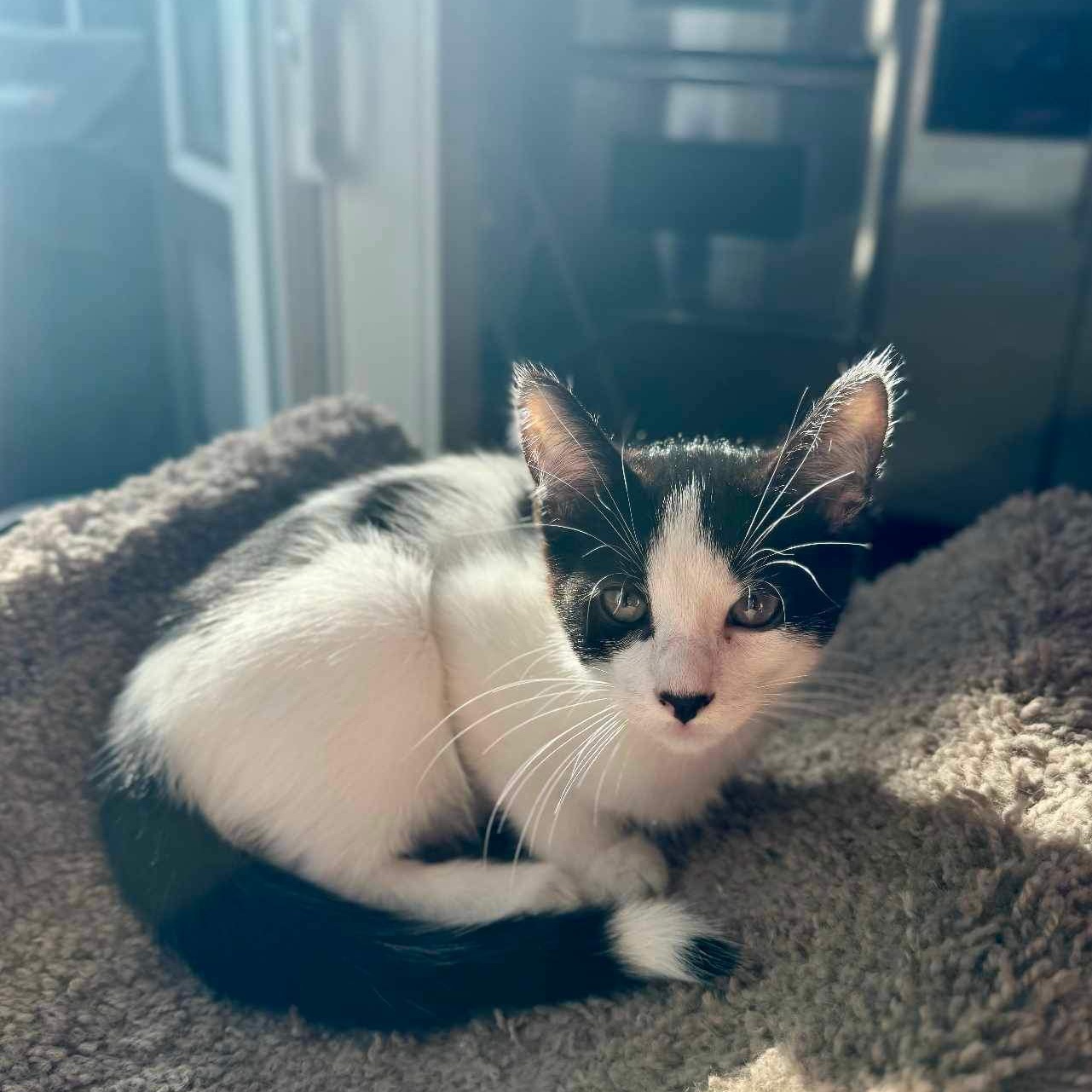 Adopt Spot Today Find Paw Pal