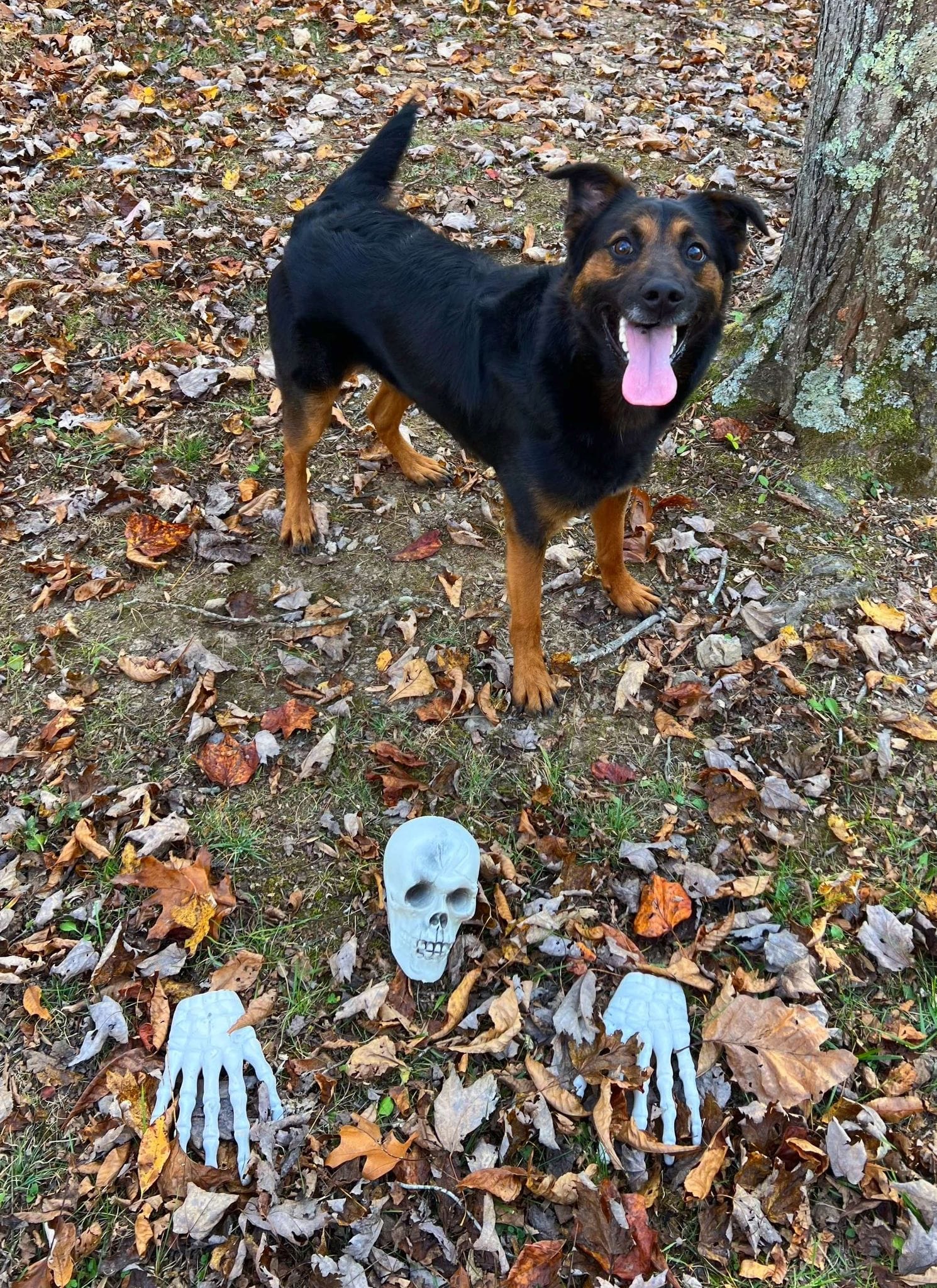 Adopt Jasper Today Find Paw Pal