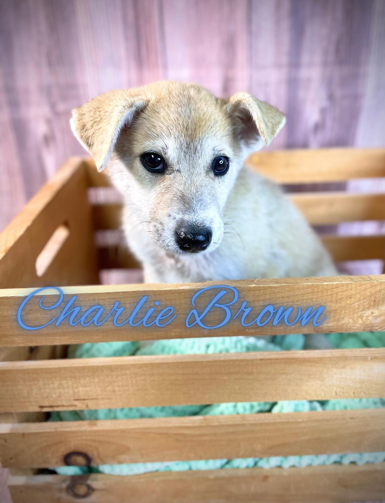 Adopt Charlie Brown Today Find Paw Pal