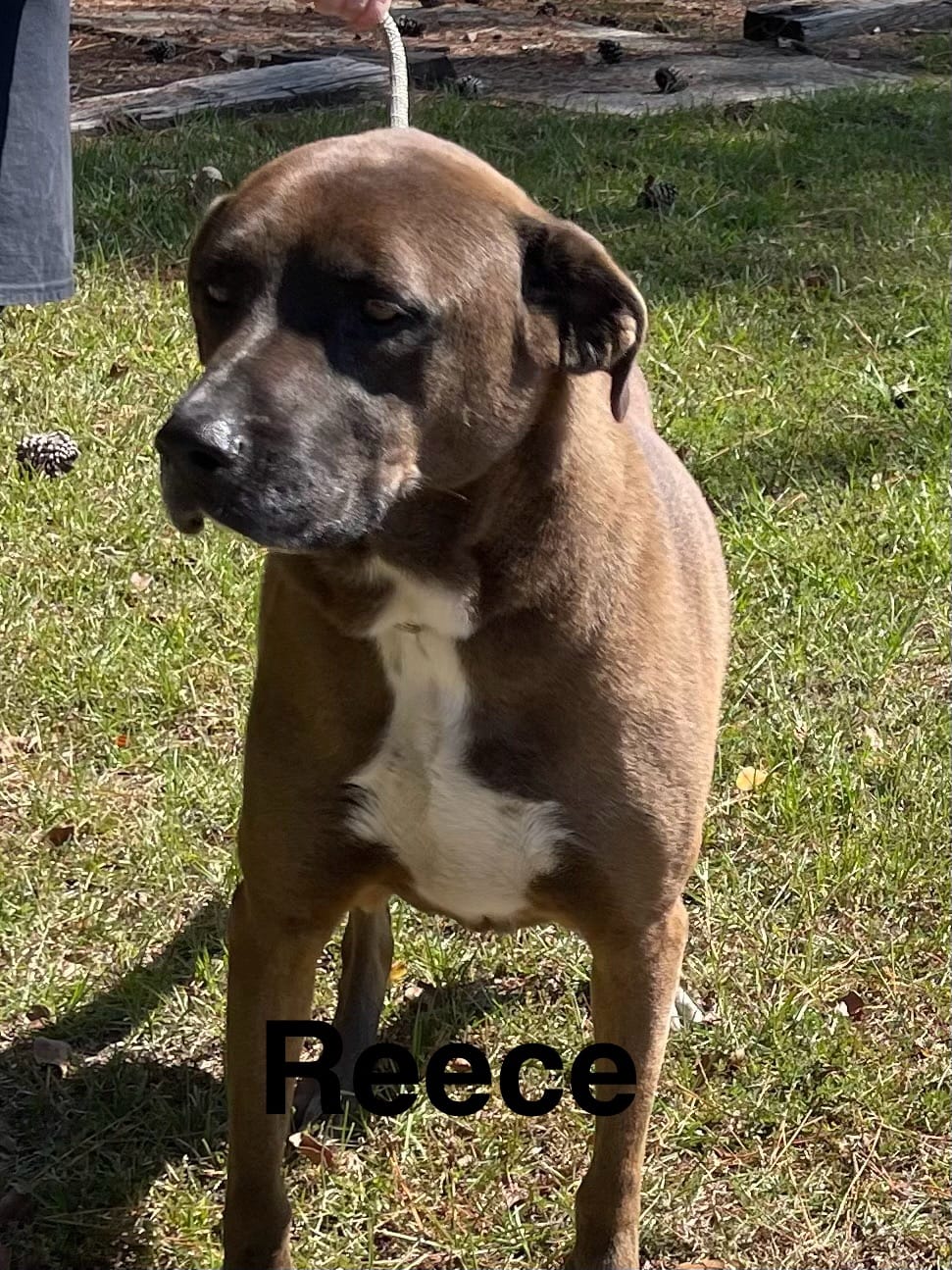 Adopt Reece Today Find Paw Pal