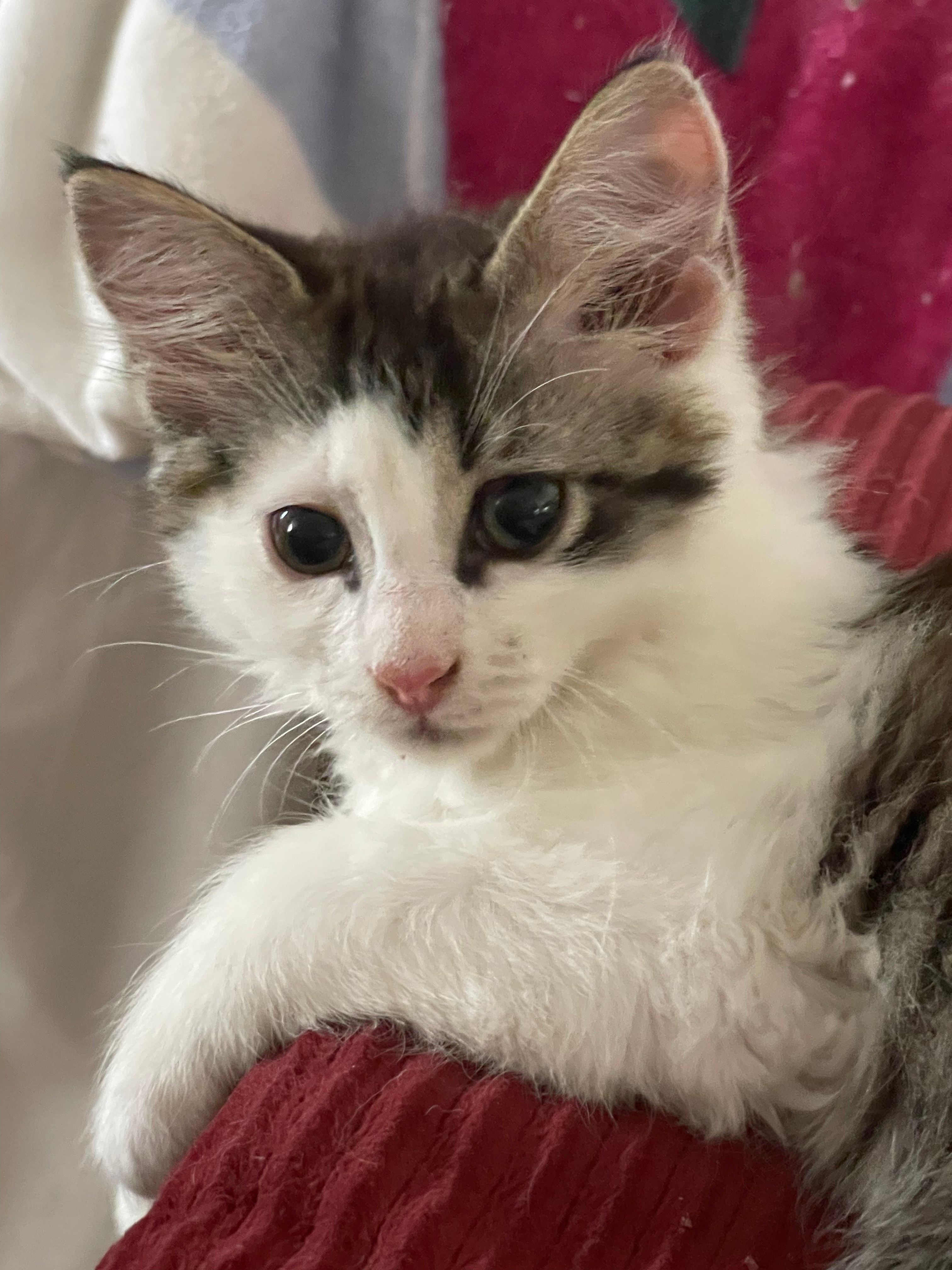 Adopt Olive Today Find Paw Pal