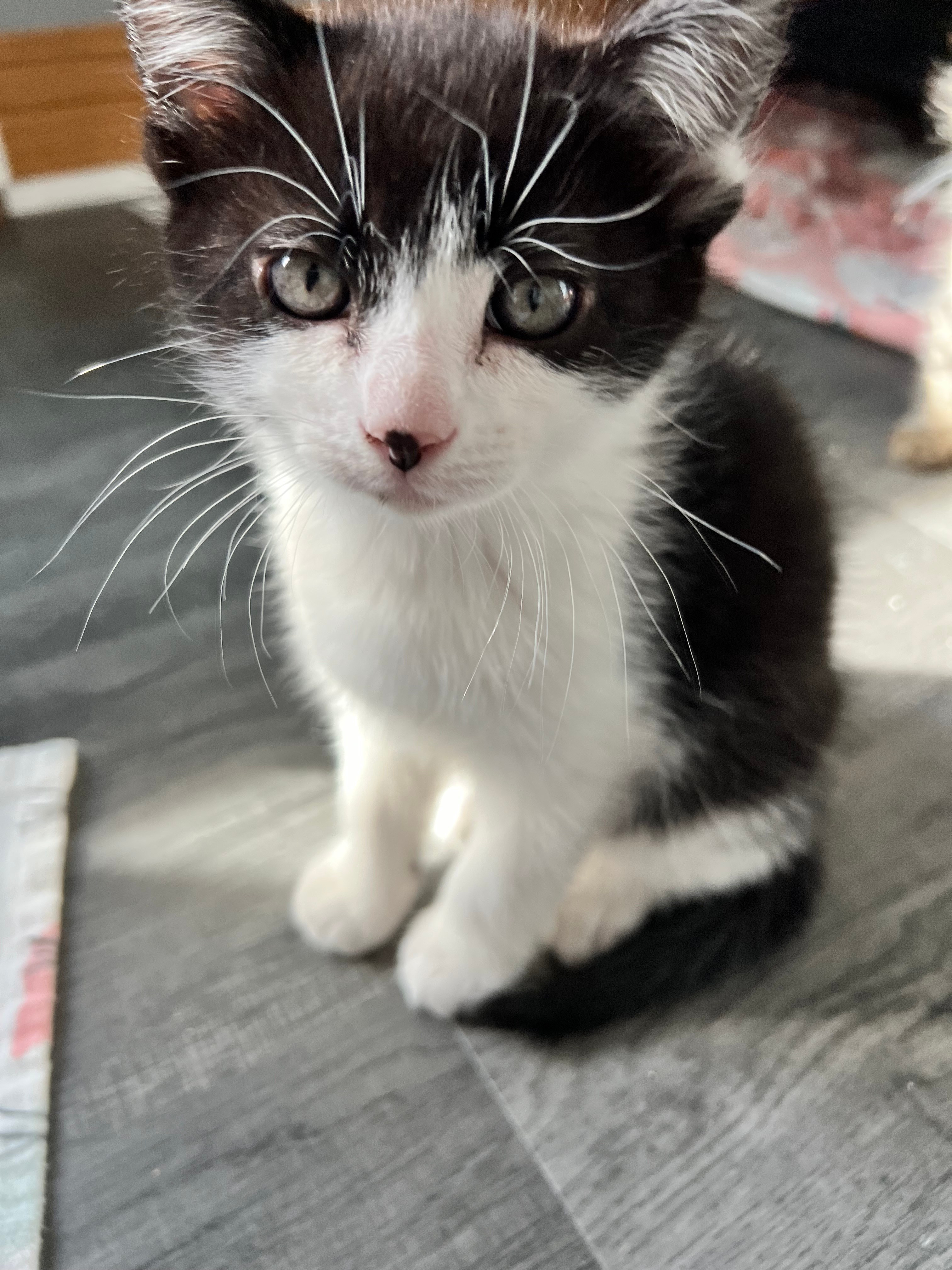 Adopt Presley Today Find Paw Pal