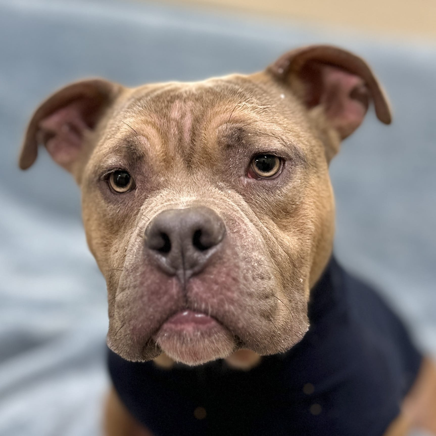 Adopt Butterball Today Pets TheCountyOffice