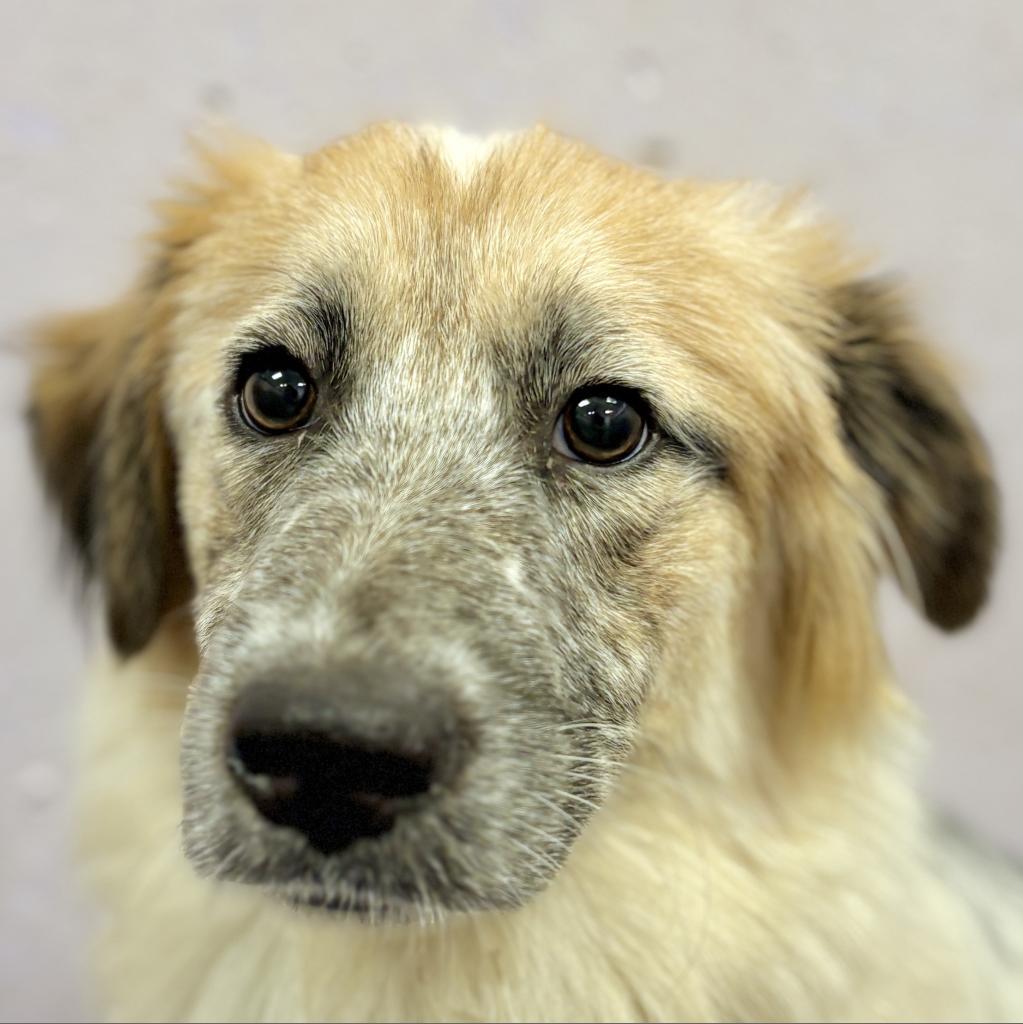 Adopt Pumpkin Patch Today Find Paw Pal