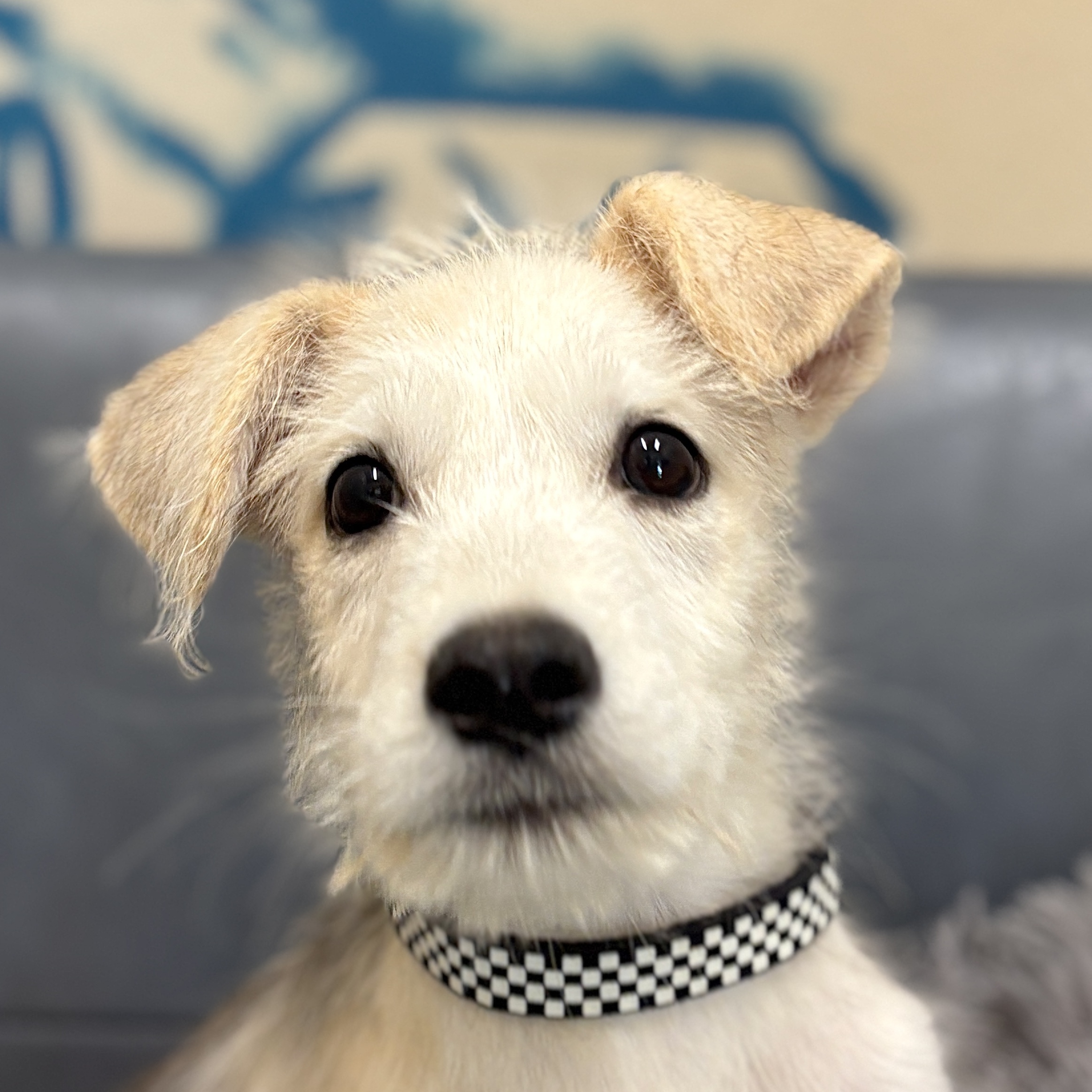 Adopt Kenobi Today Find Paw Pal