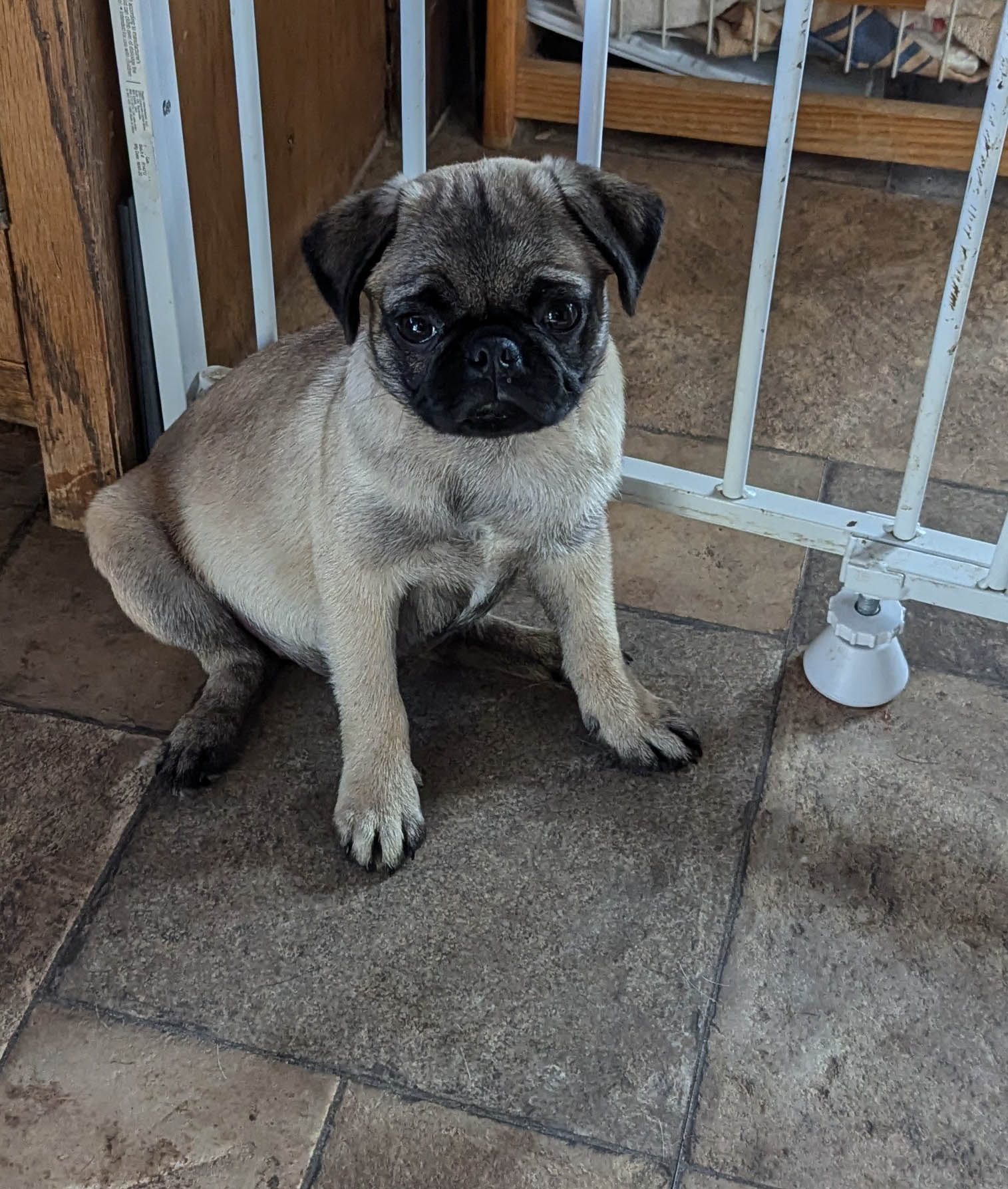 Adopt Vader Today Find Paw Pal