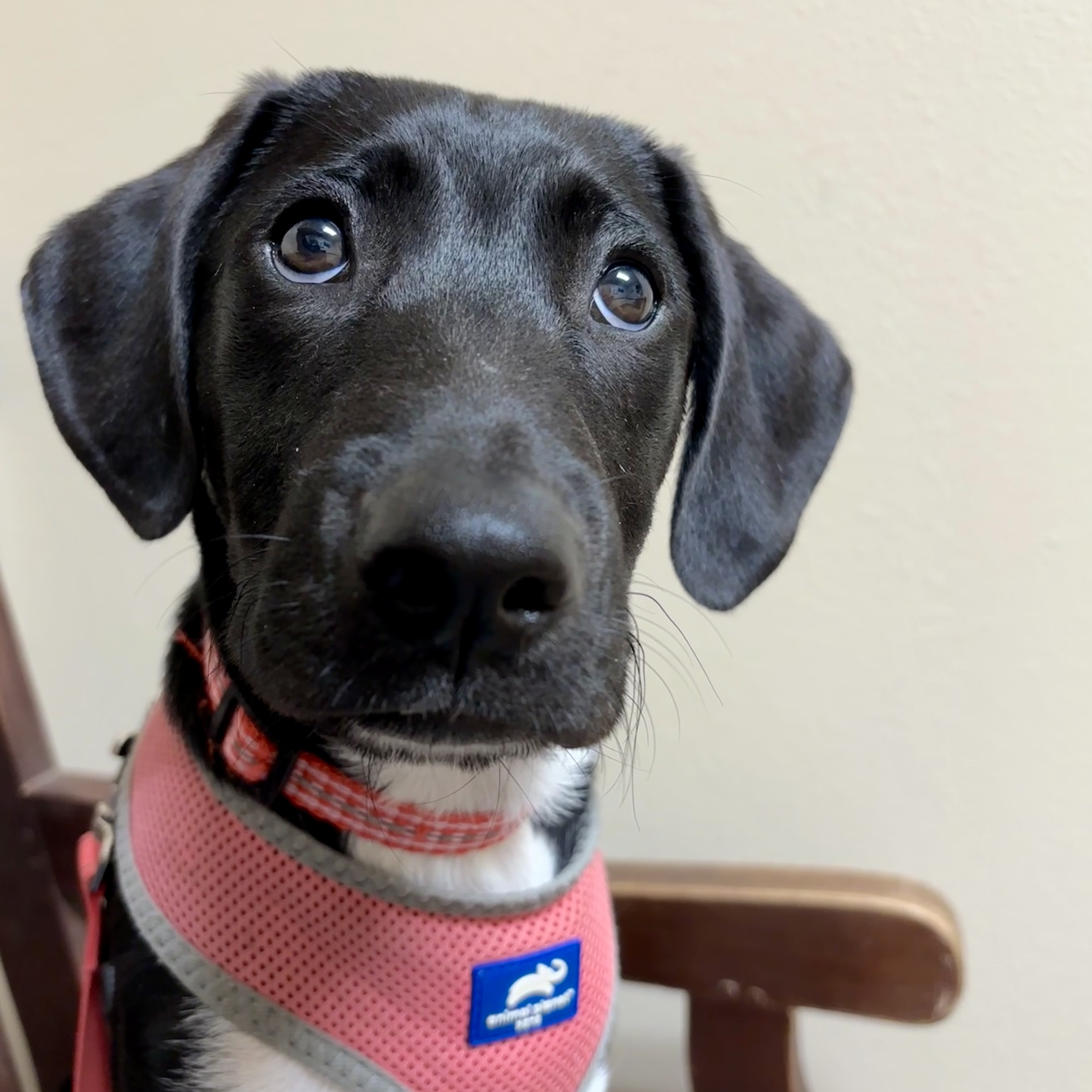 Dog Pounds in Glenrock, WY Find Paw Pal