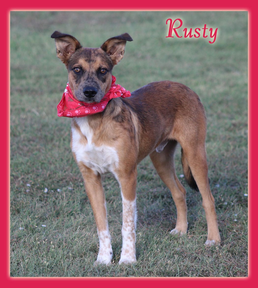 Adopt Rusty Today Find Paw Pal