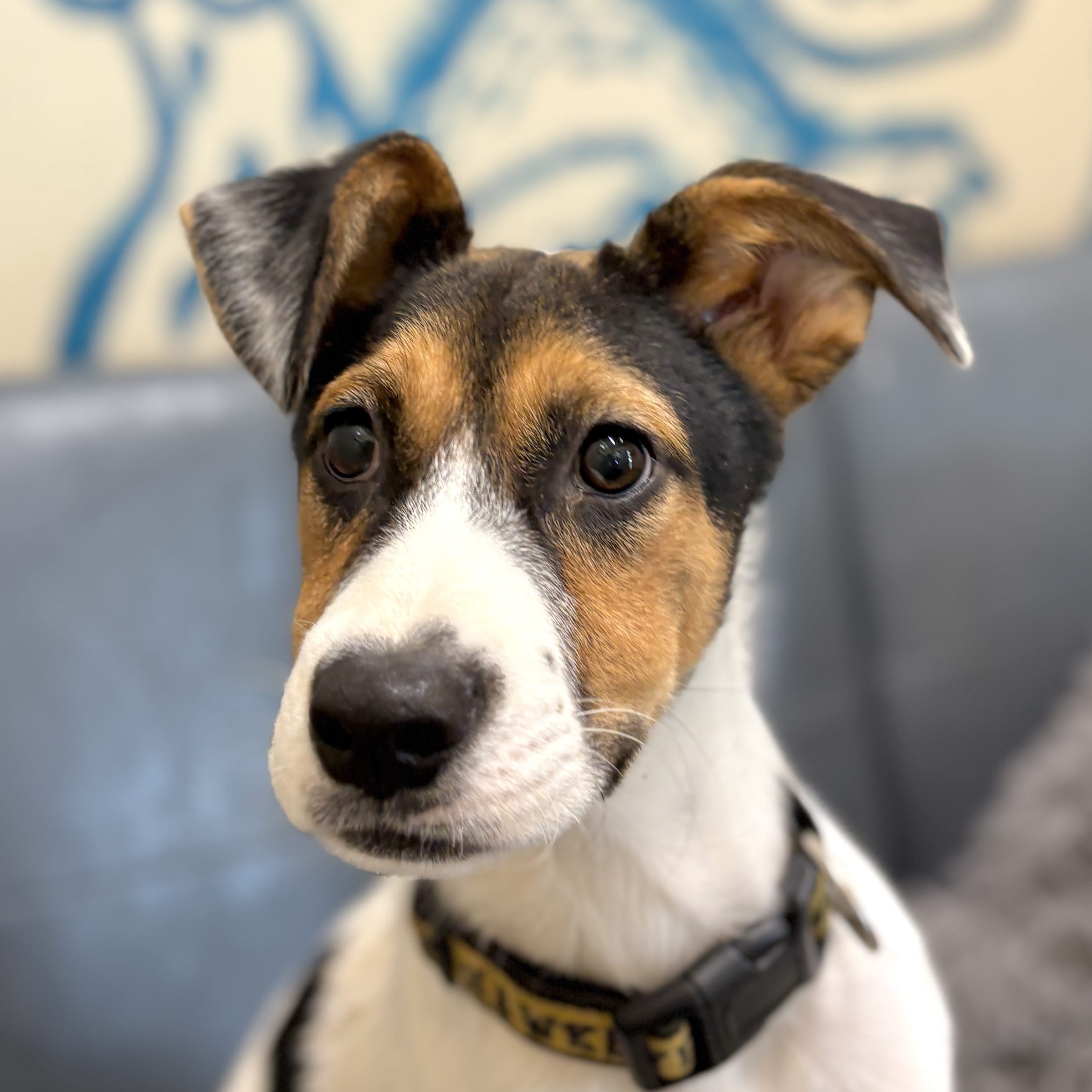 Adopt Harvey D18446 Today Find Paw Pal