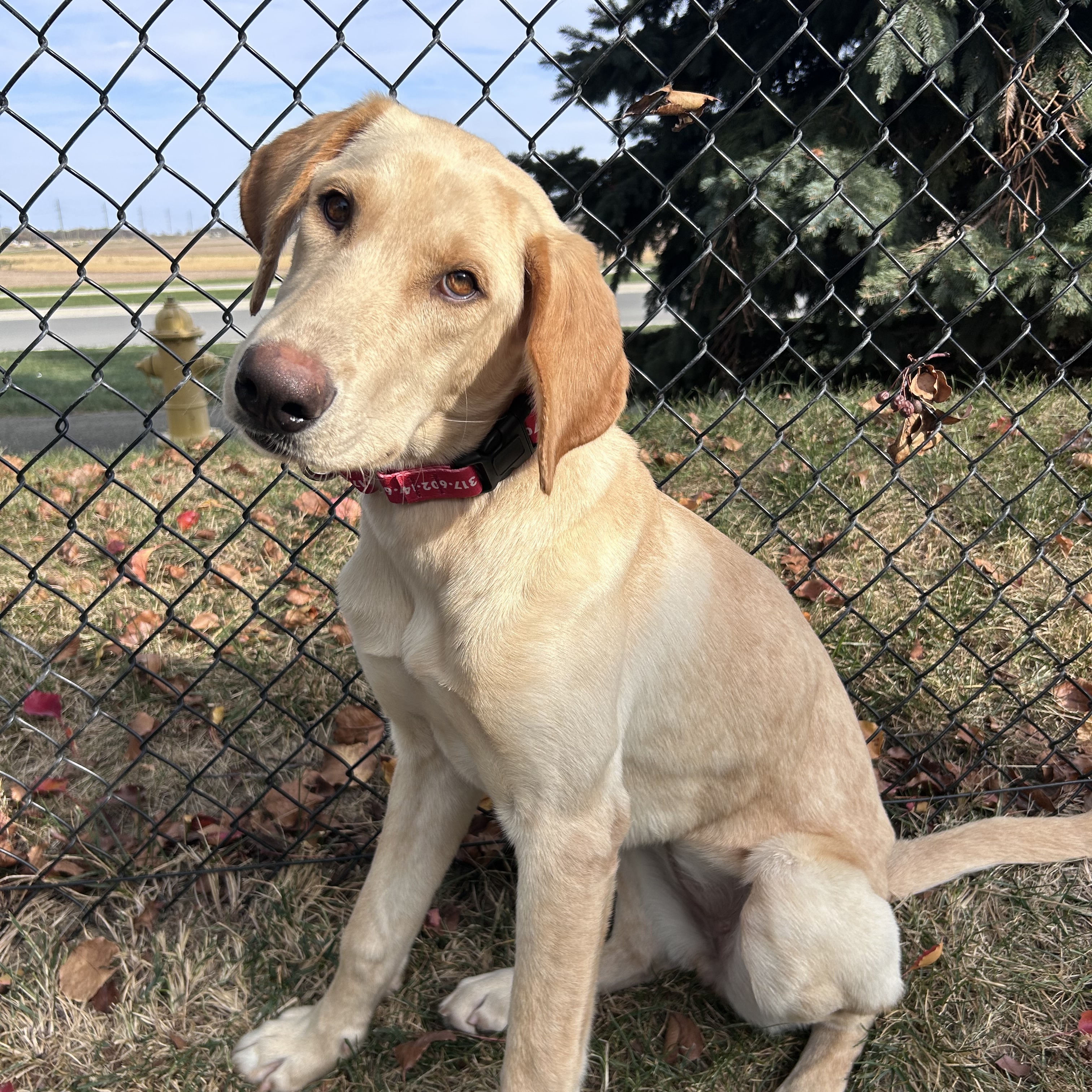 Adopt Bellini Today Find Paw Pal