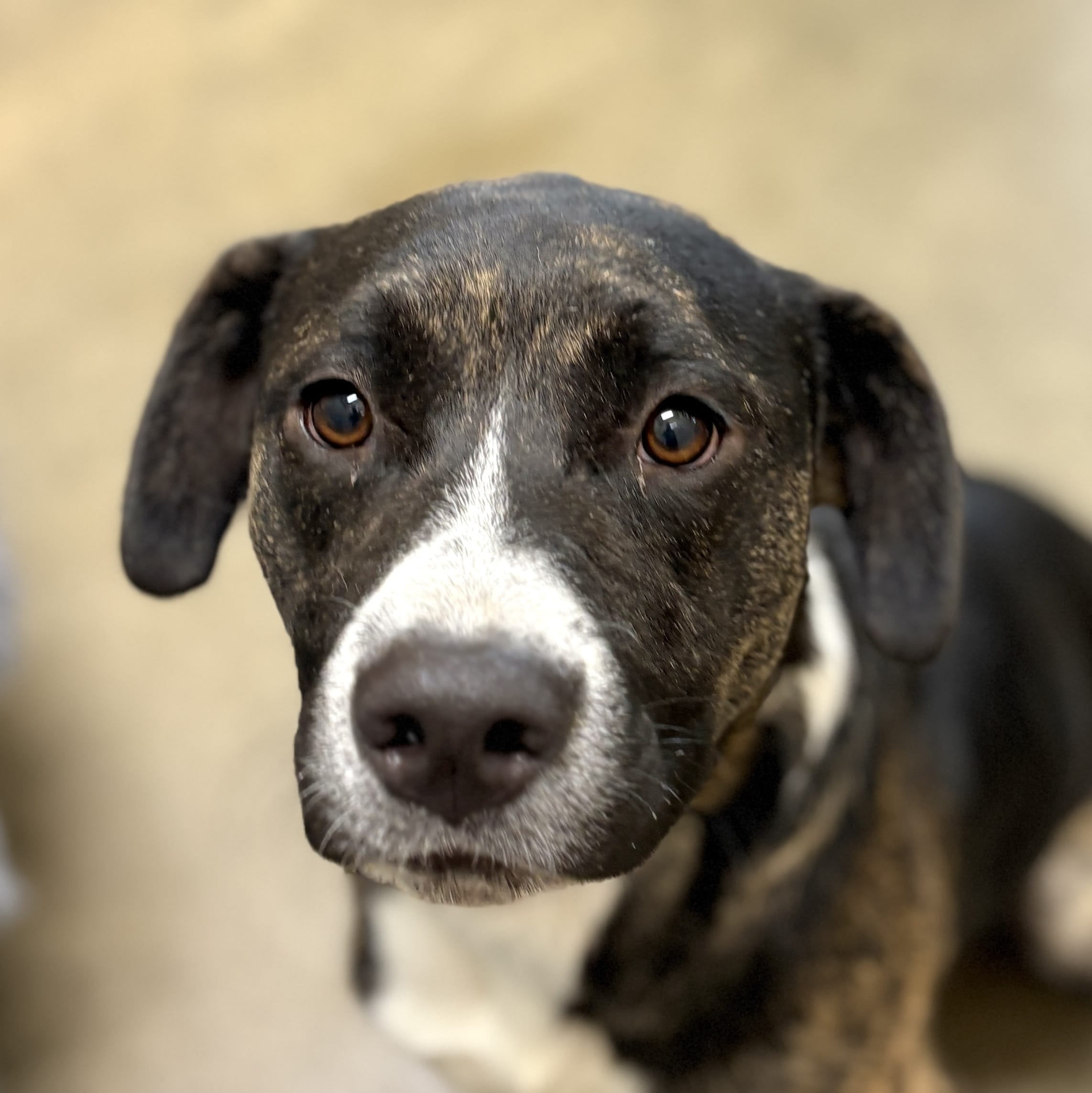 Adopt William Today Pets TheCountyOffice