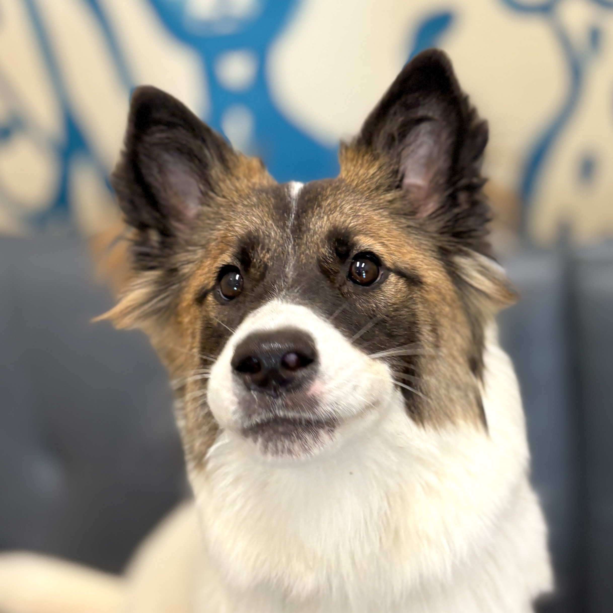 Adopt Weston Today Find Paw Pal