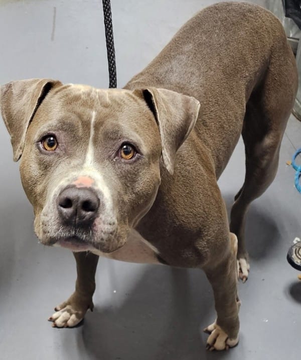 Adopt 24103400 Biggie Today Find Paw Pal