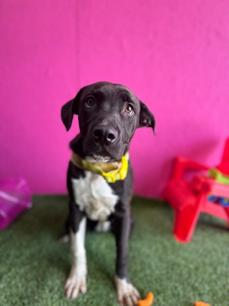 Adopt Lulu Today Find Paw Pal