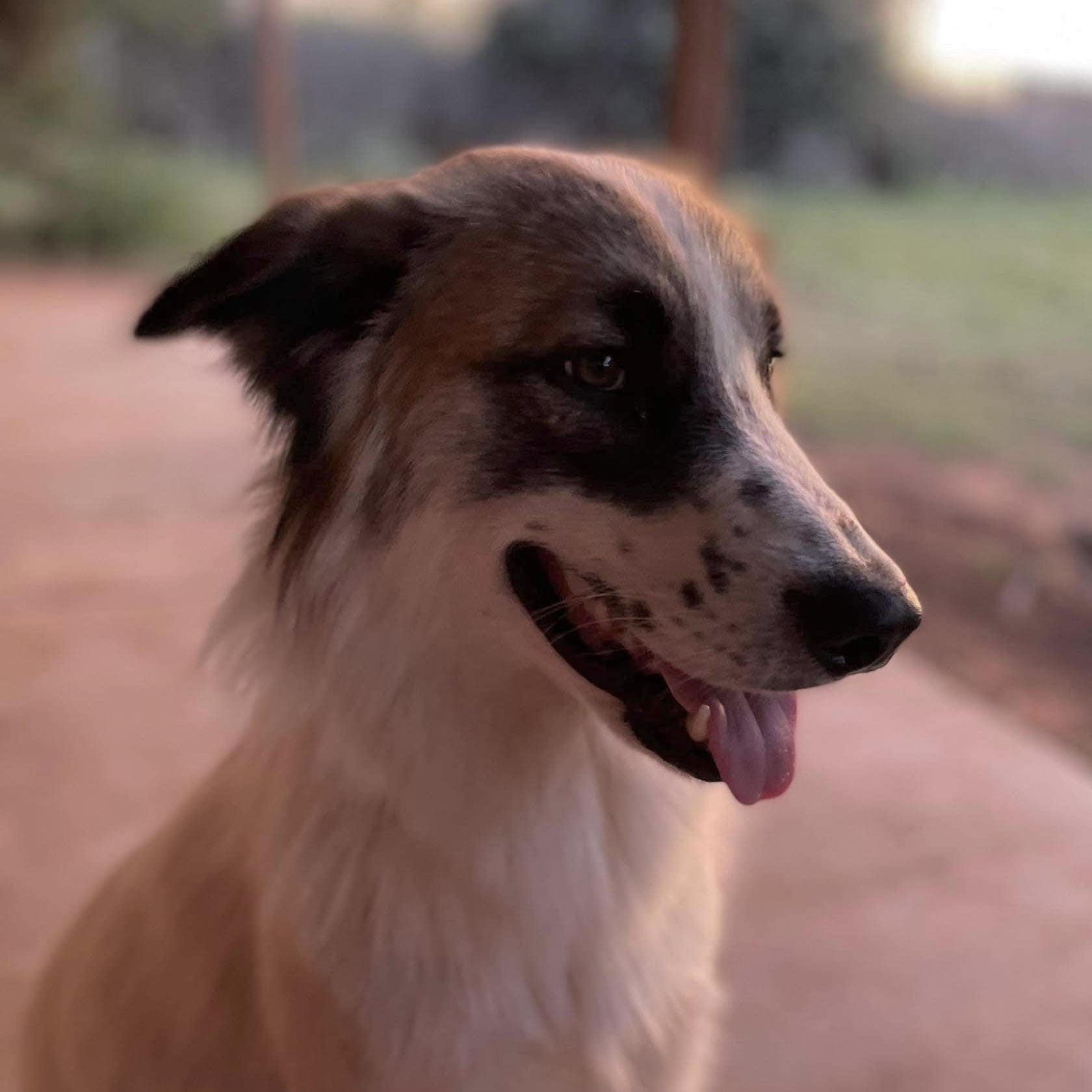 Adopt Batman Today Find Paw Pal