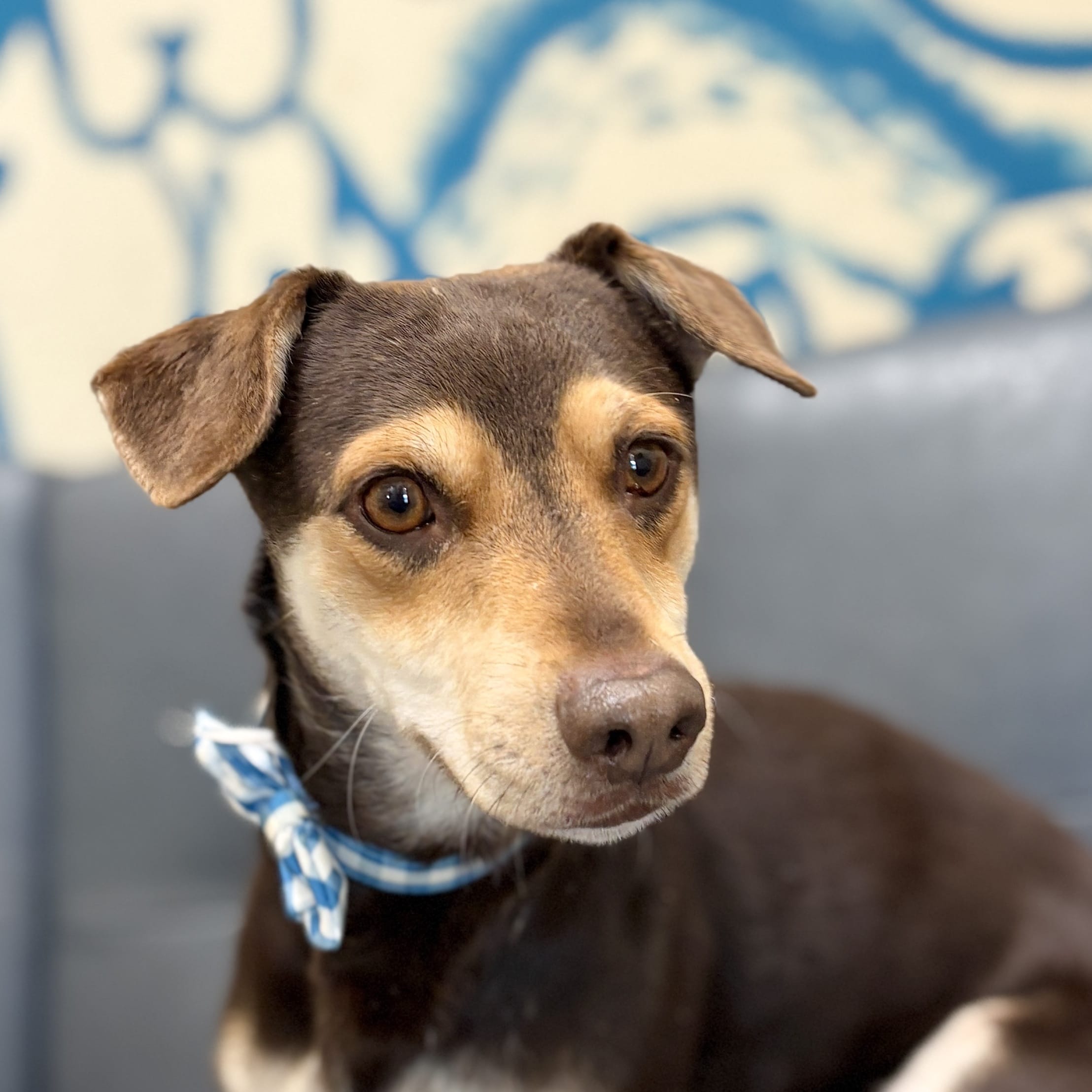 Adopt Smokey Today Find Paw Pal