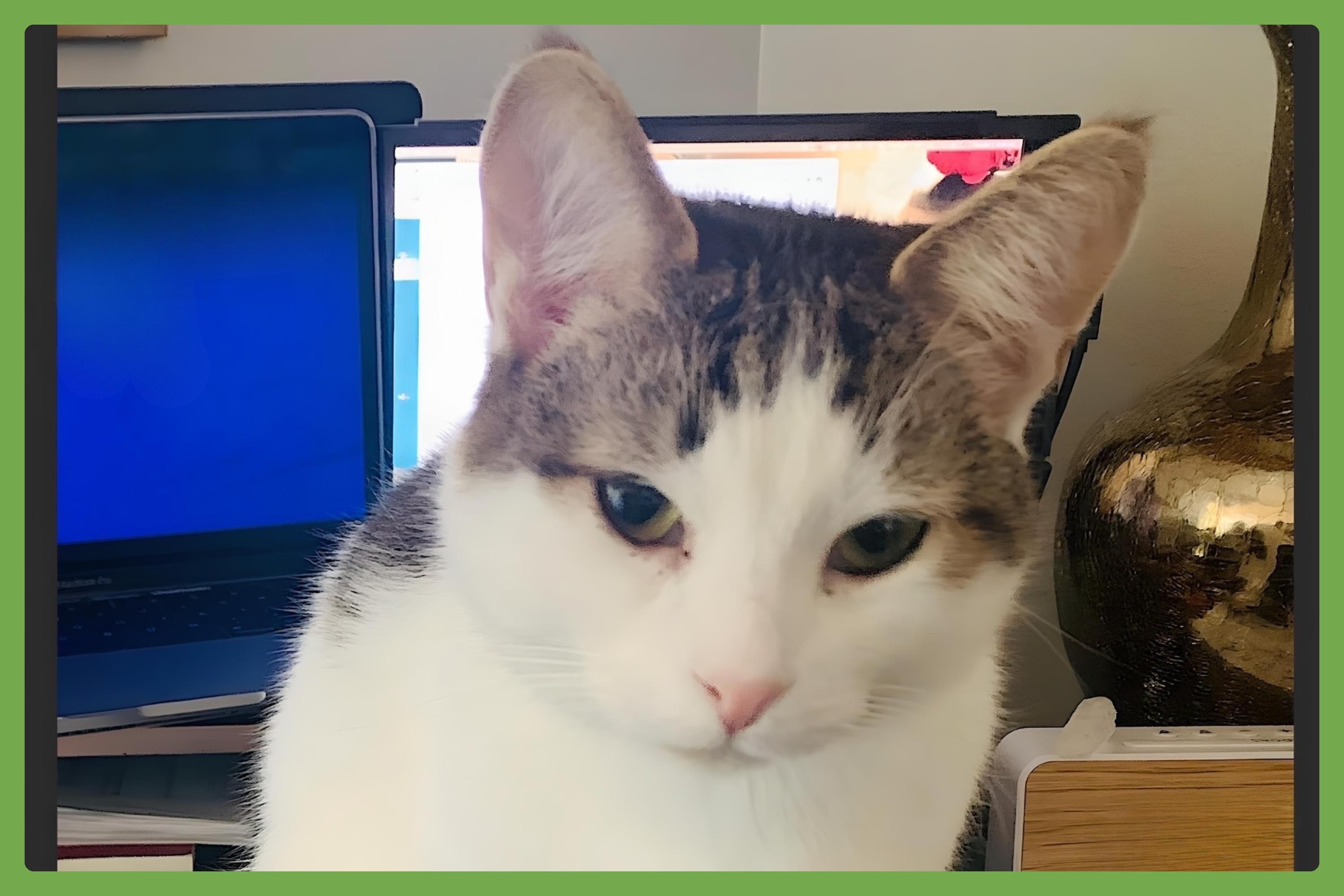 Adopt Finn Today Find Paw Pal