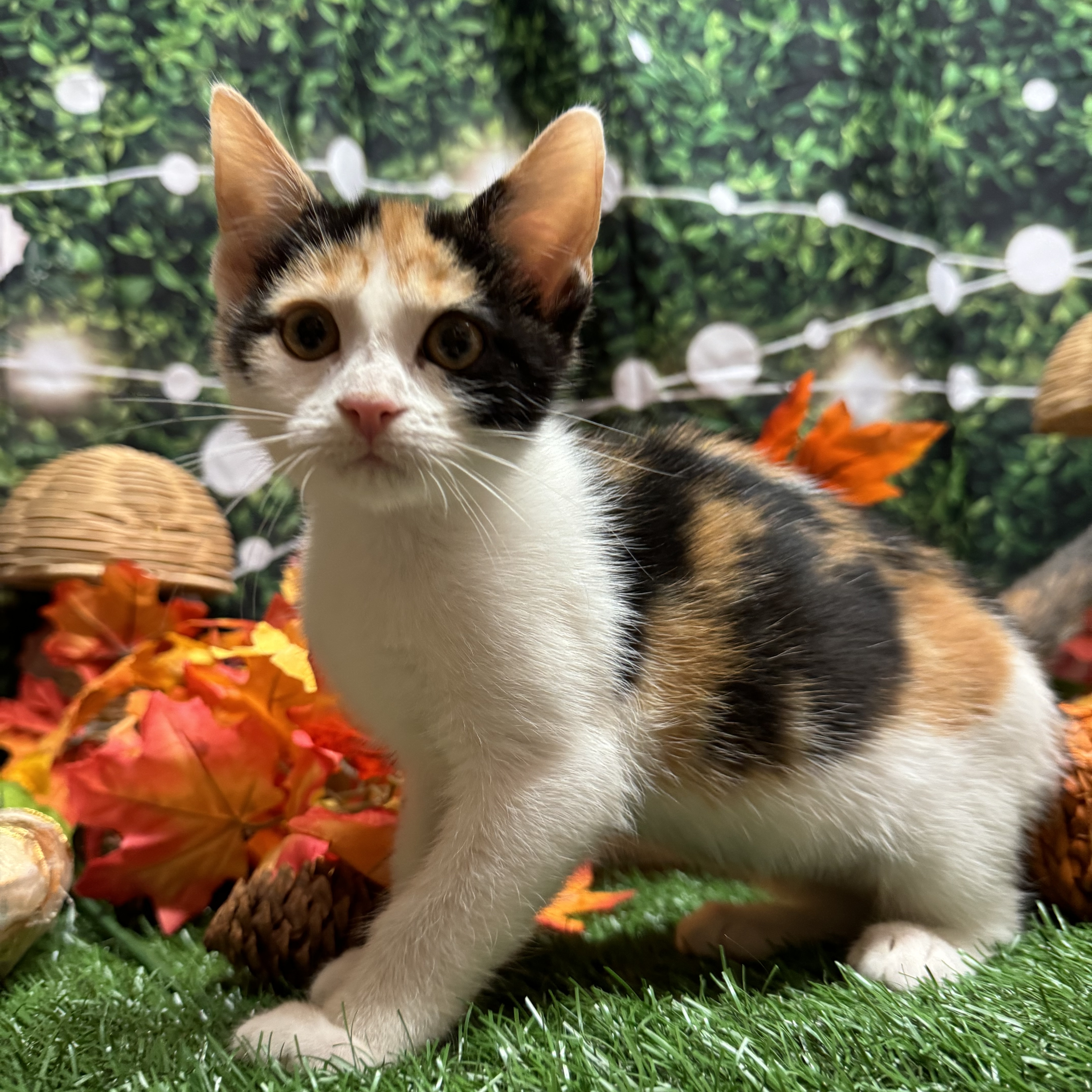 Adopt EVA Today Find Paw Pal