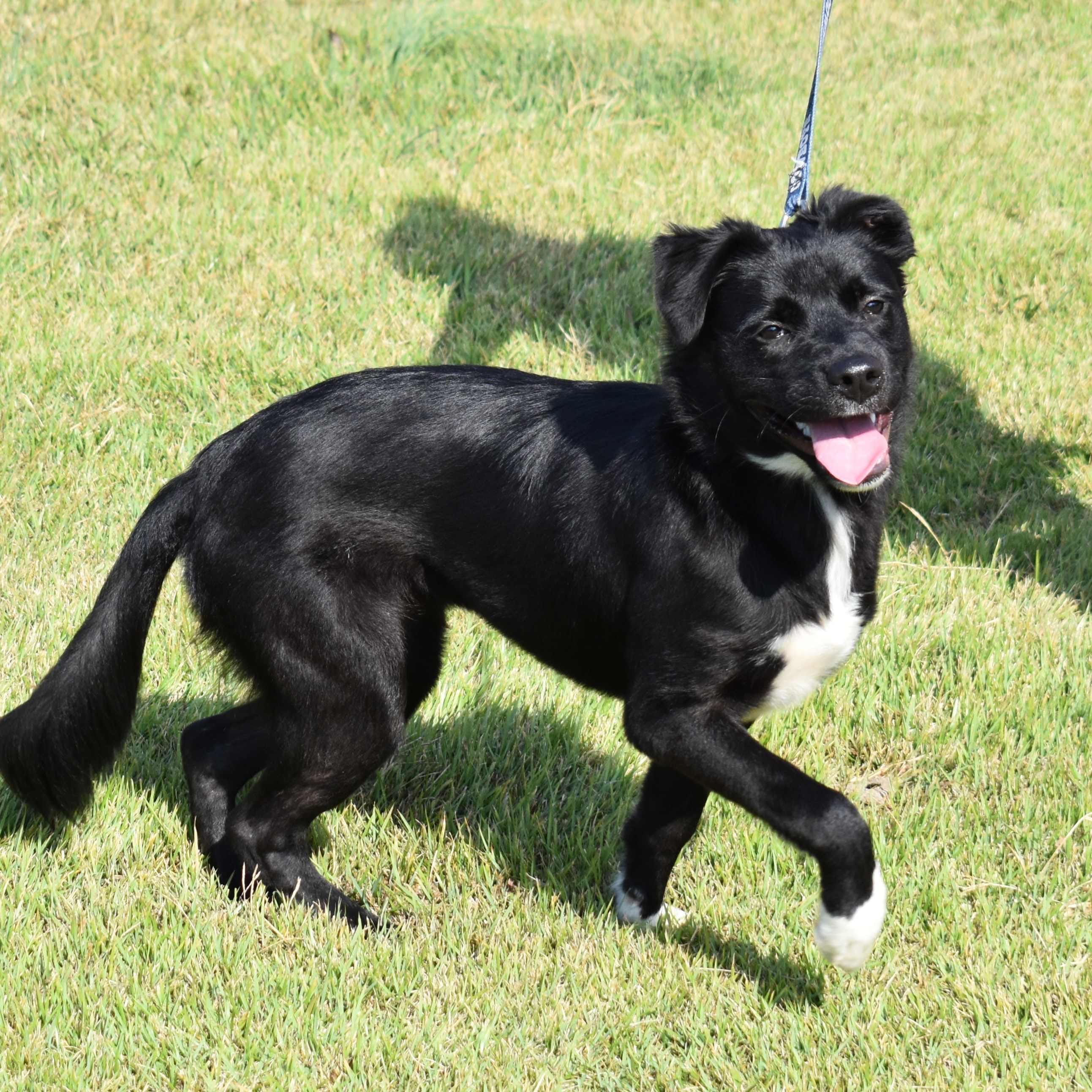 Adopt Sonya Today Pets TheCountyOffice