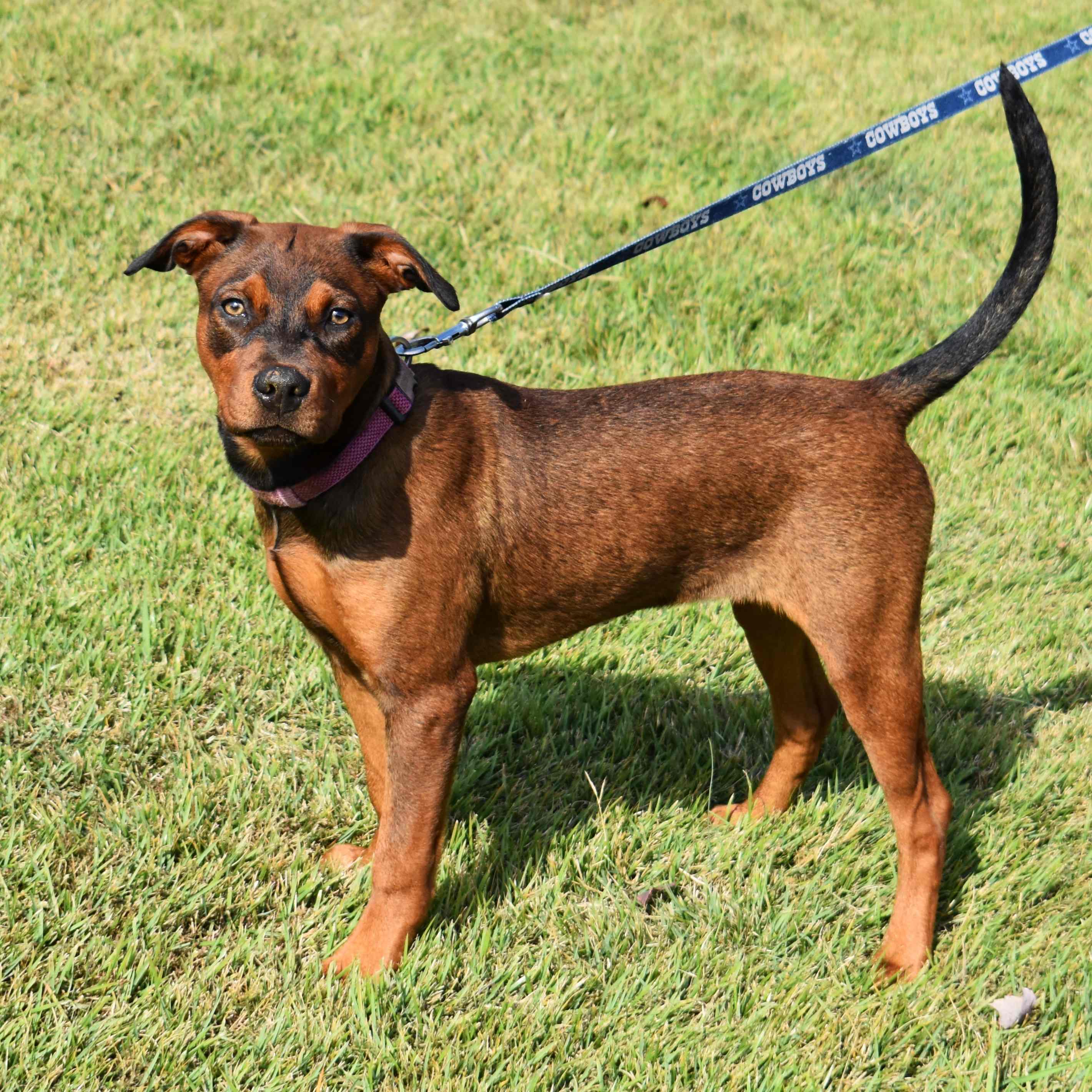 Adopt Cinnamon Today Find Paw Pal