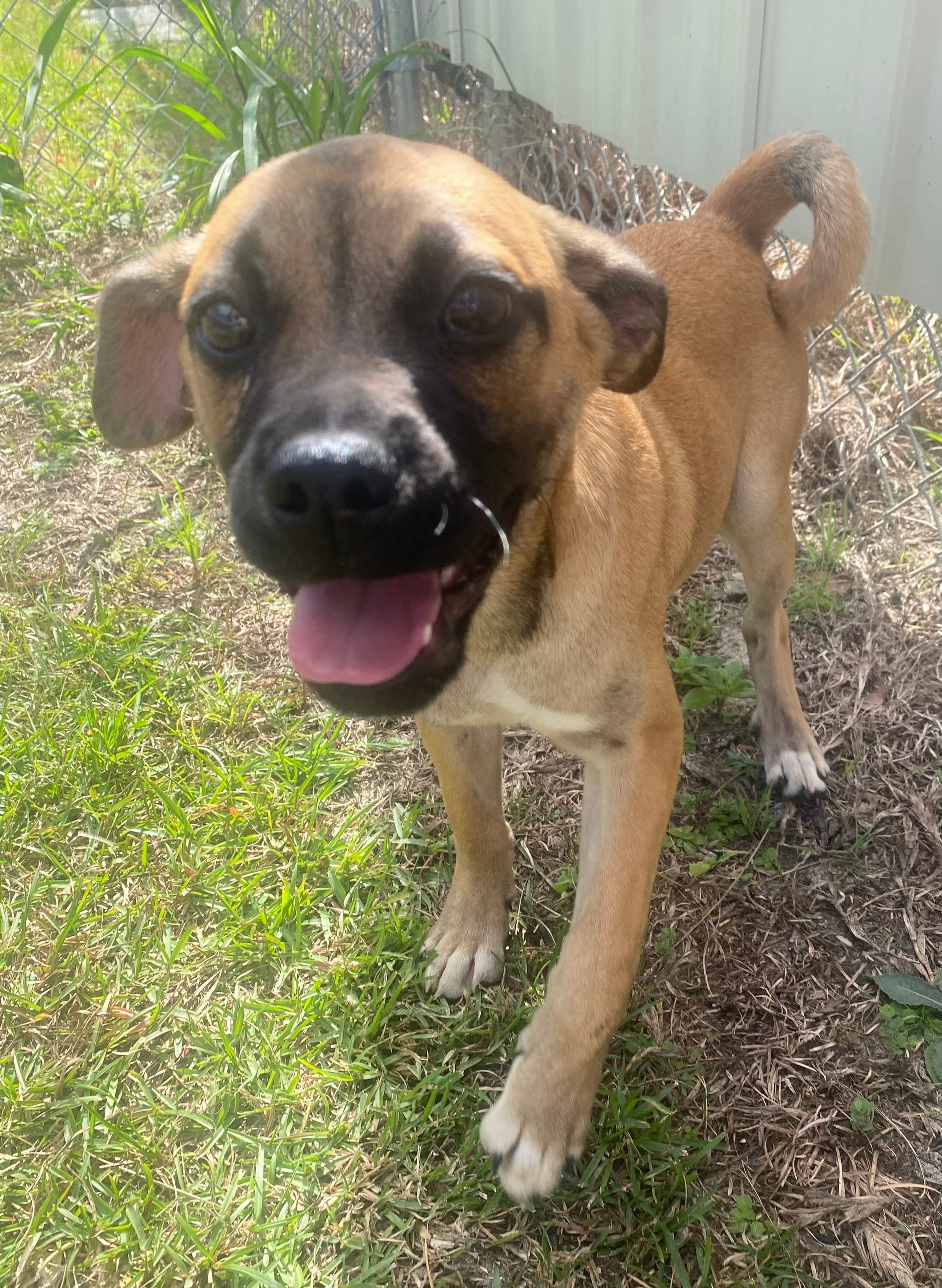 Adopt Hughie Today Find Paw Pal