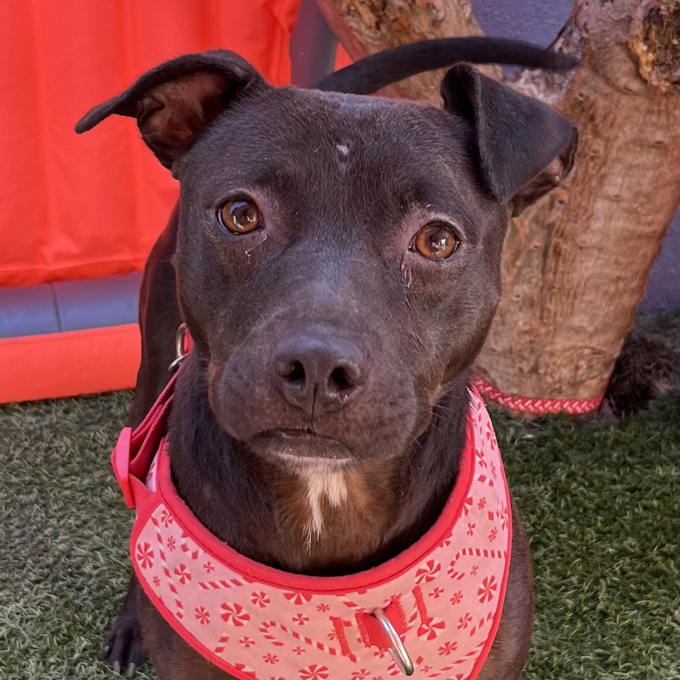 Adopt Rye Today Pets TheCountyOffice