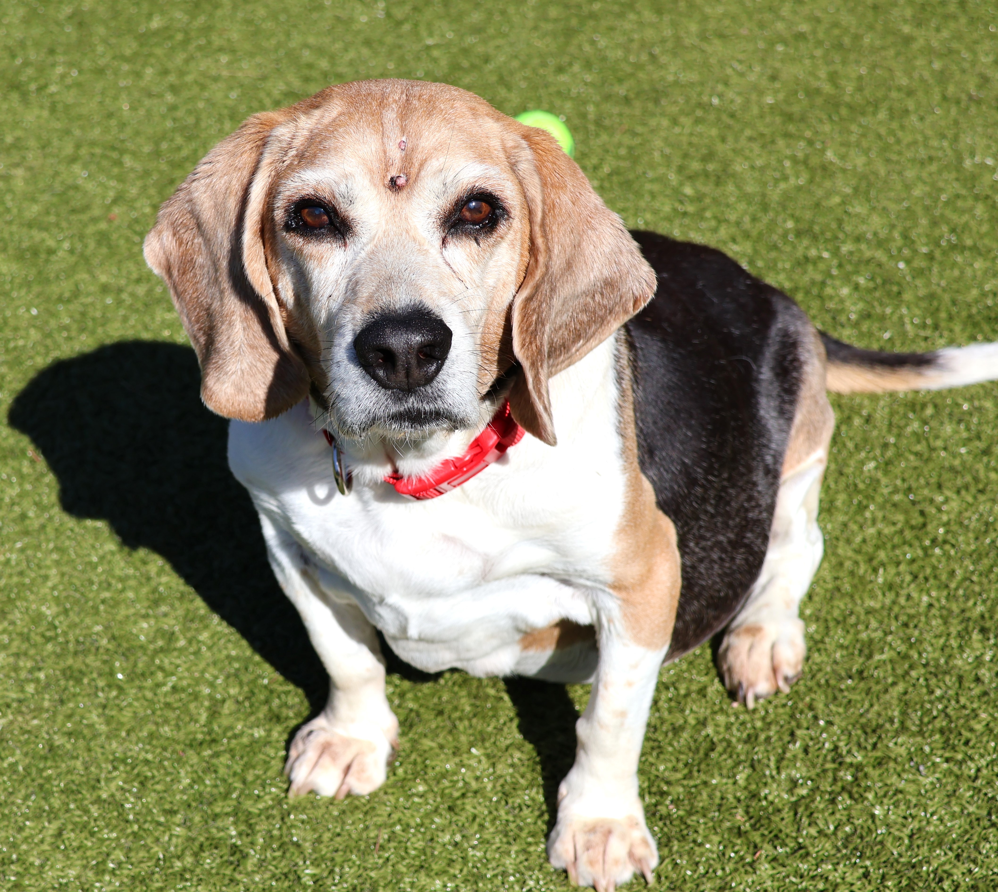 Adopt Tito Today Find Paw Pal