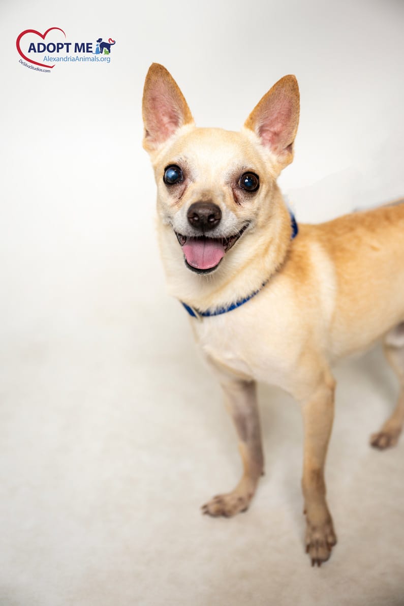 Adopt Kobra Today Find Paw Pal