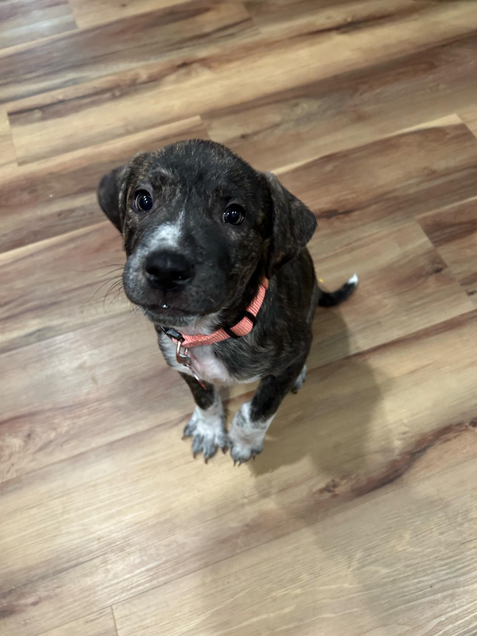 Adopt Astra Today Find Paw Pal