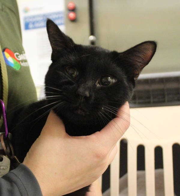 Adopt Nf8 Today Find Paw Pal