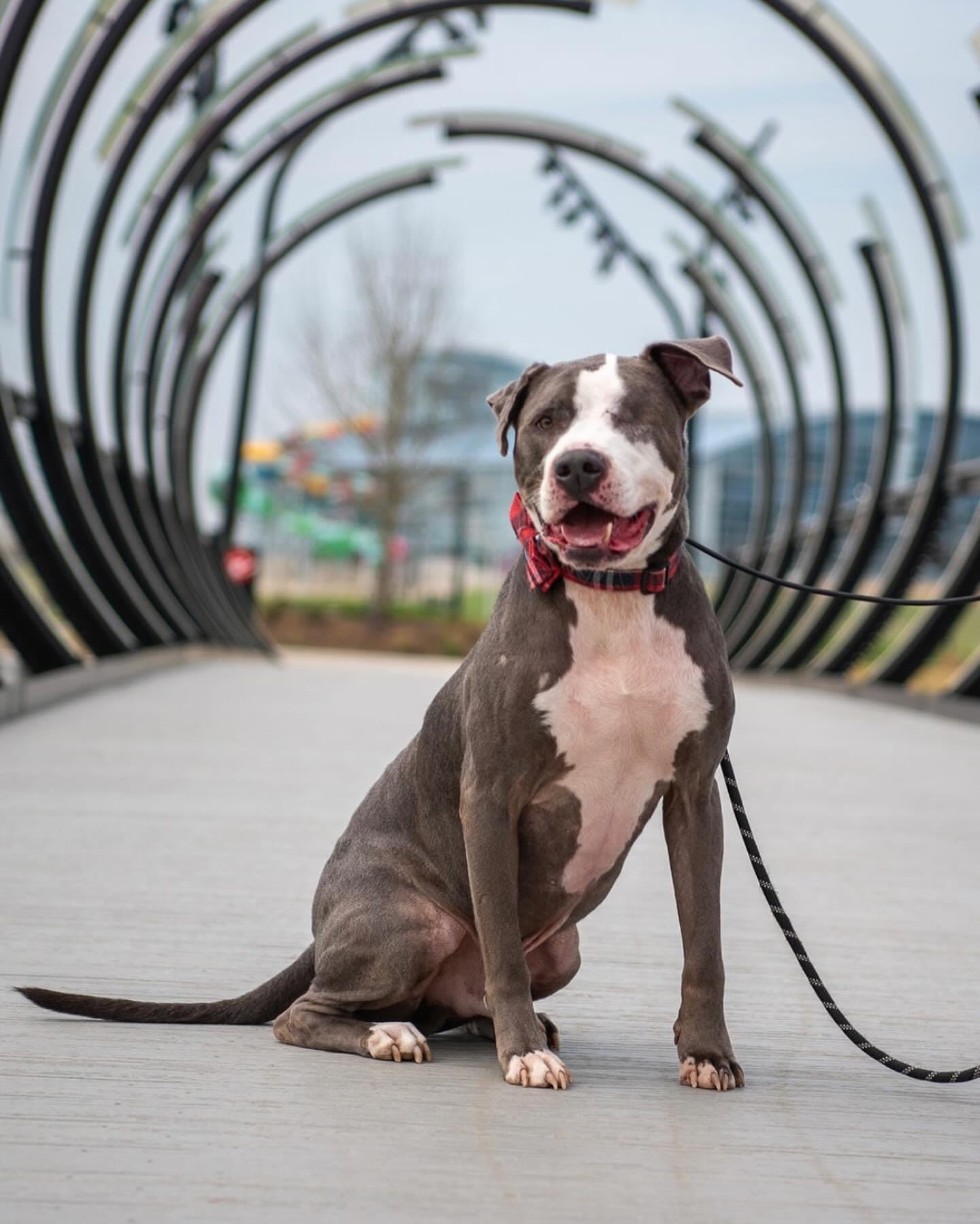 Adopt Eugene Today Find Paw Pal