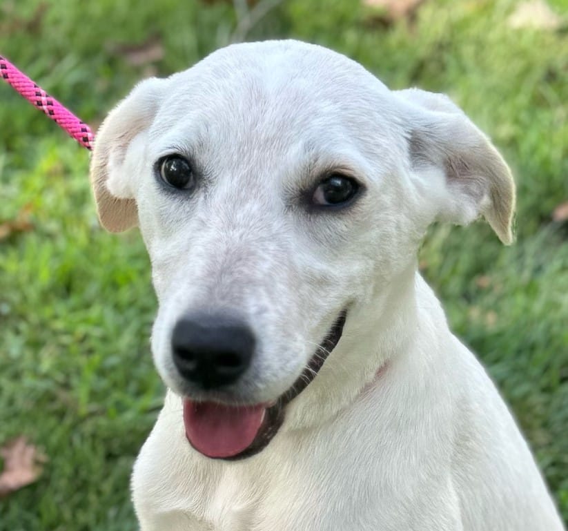 Adopt Teeny Tina Today Find Paw Pal