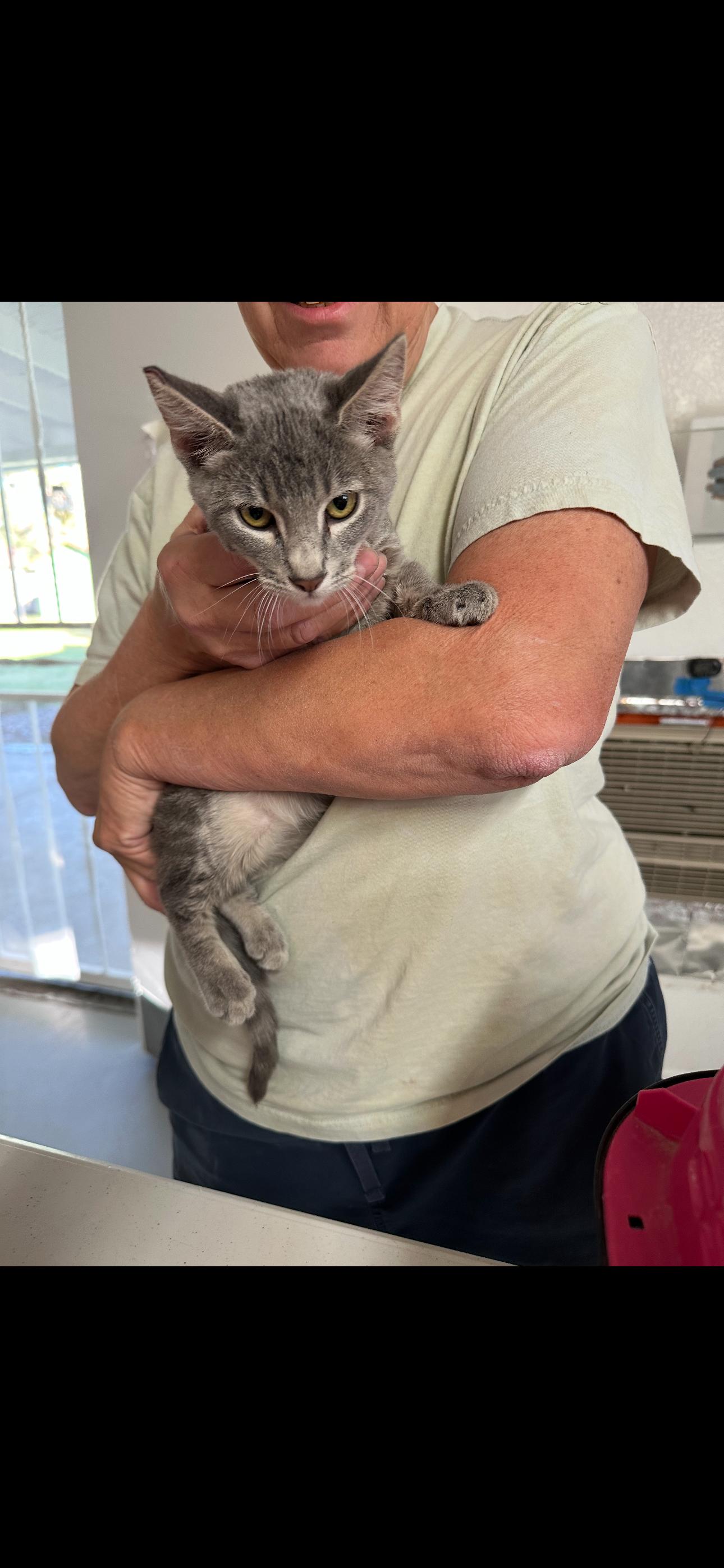 Adopt Baker (Neutered) (Photos 10/27/2024) Today Find Paw Pal