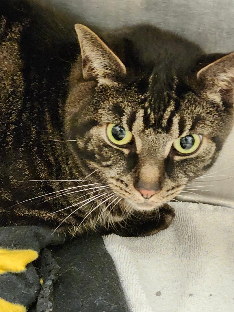 Adopt Rhett Today Pets TheCountyOffice