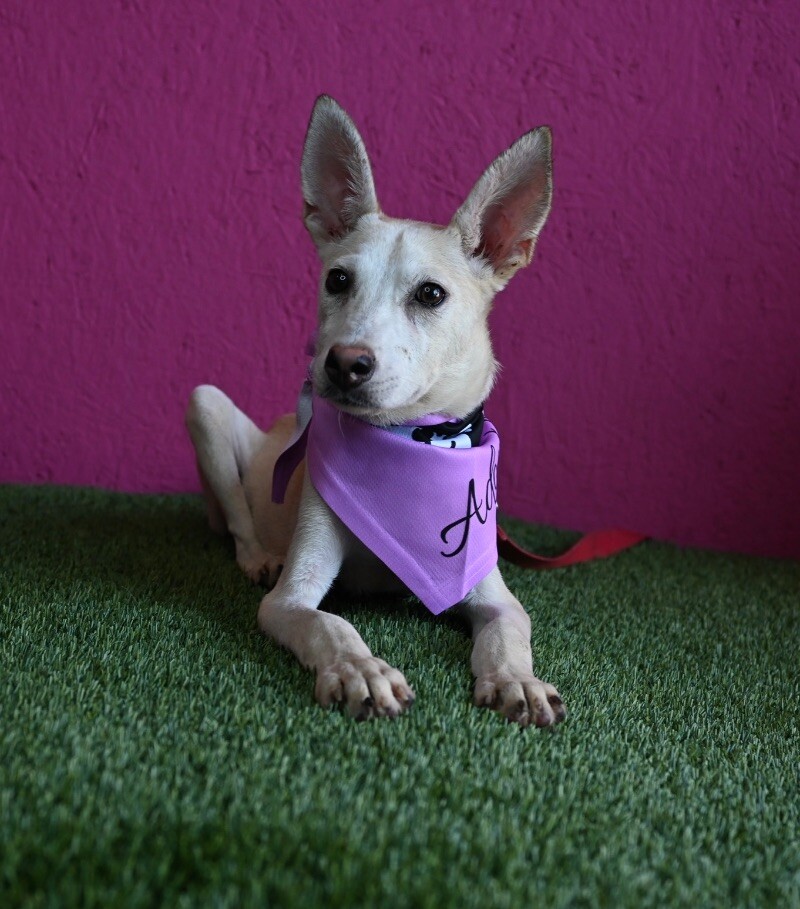 Adopt Lorelei Today Pets TheCountyOffice