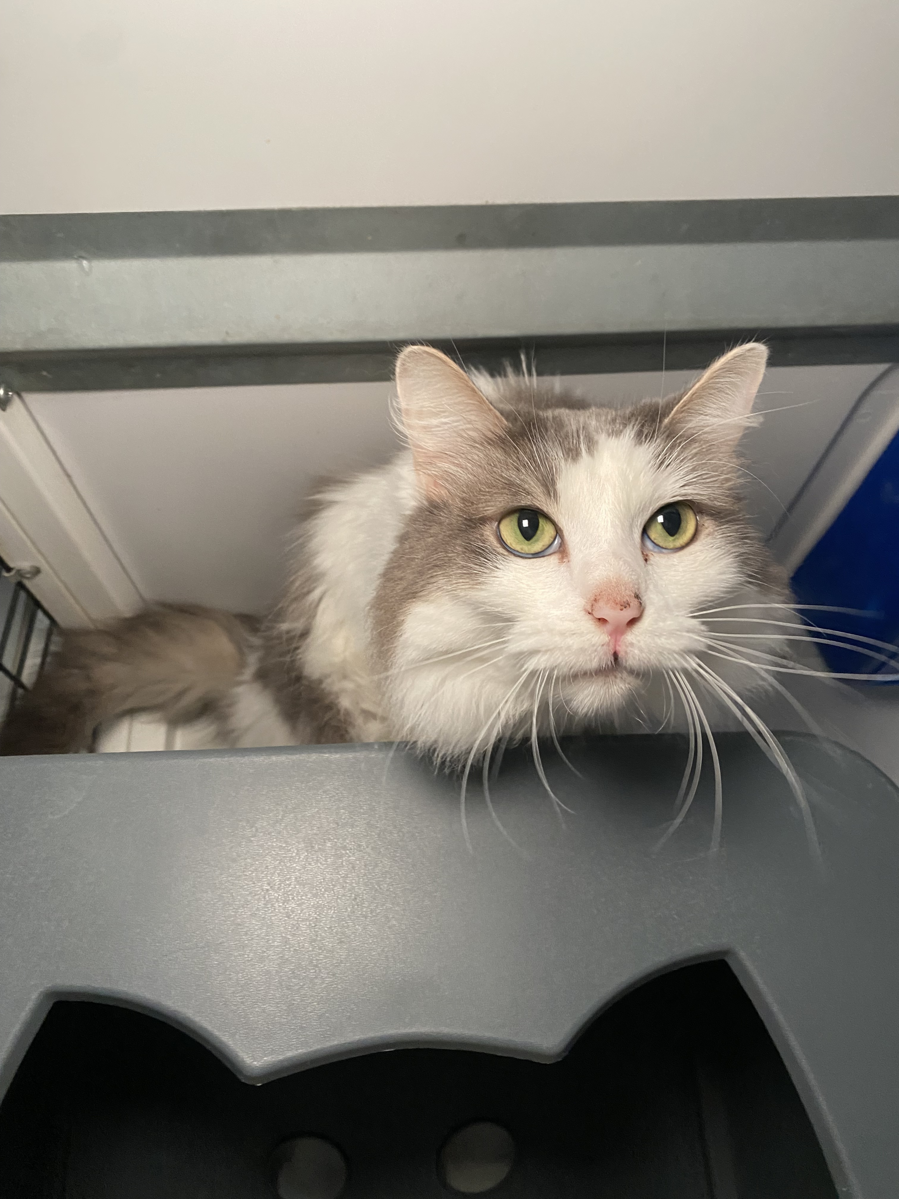 Adopt Hairy Mary Today Find Paw Pal