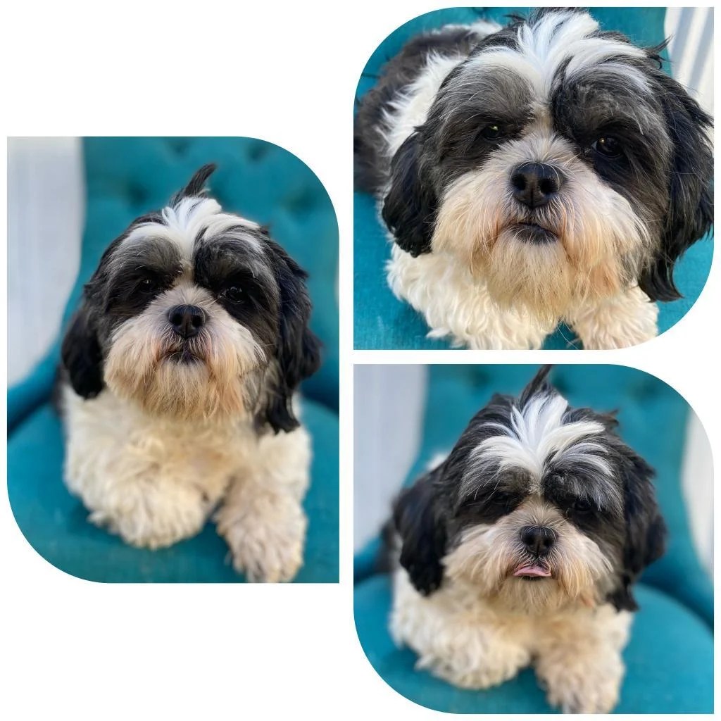 Adopt Amber Sands Today Pets TheCountyOffice