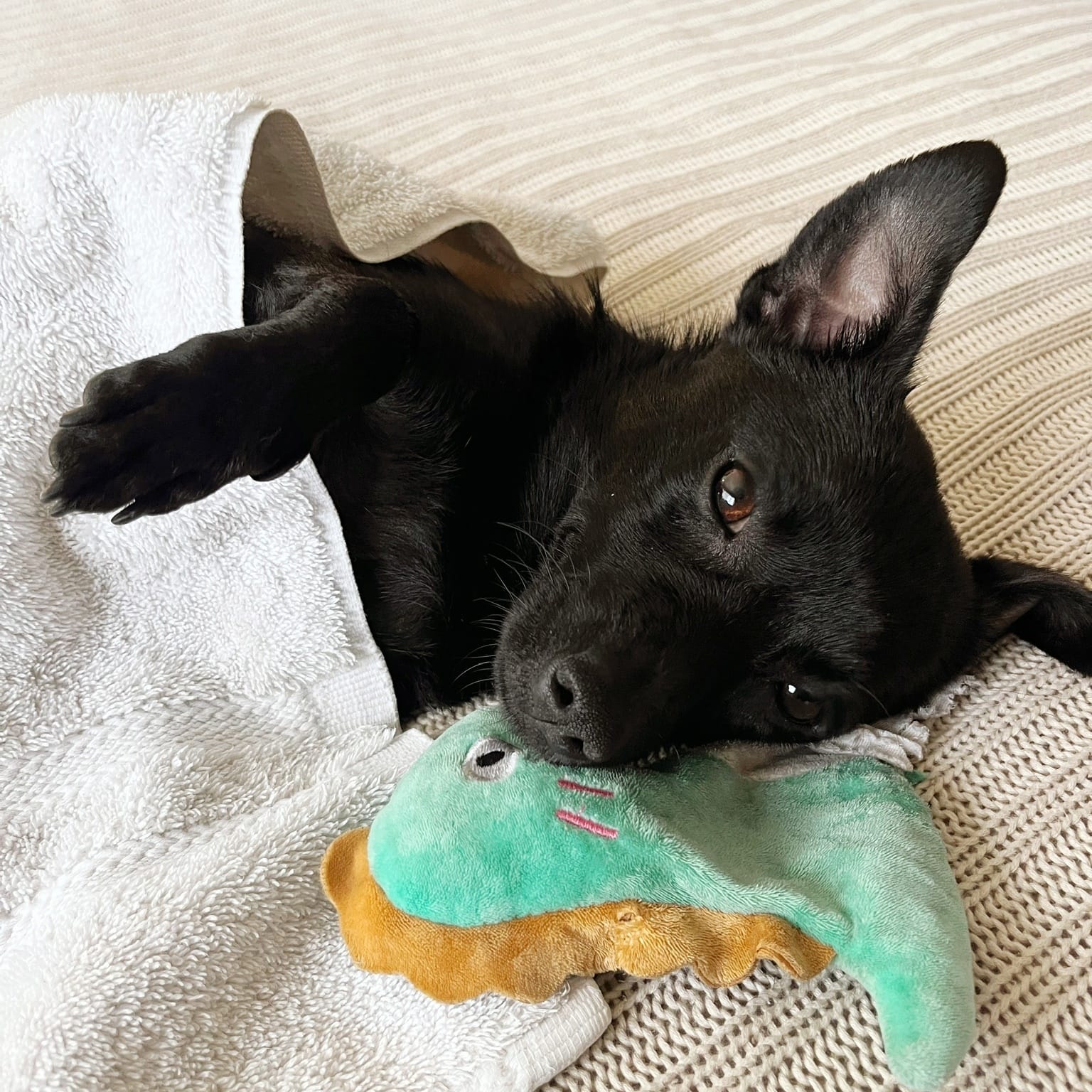 Adopt Jack Today Find Paw Pal