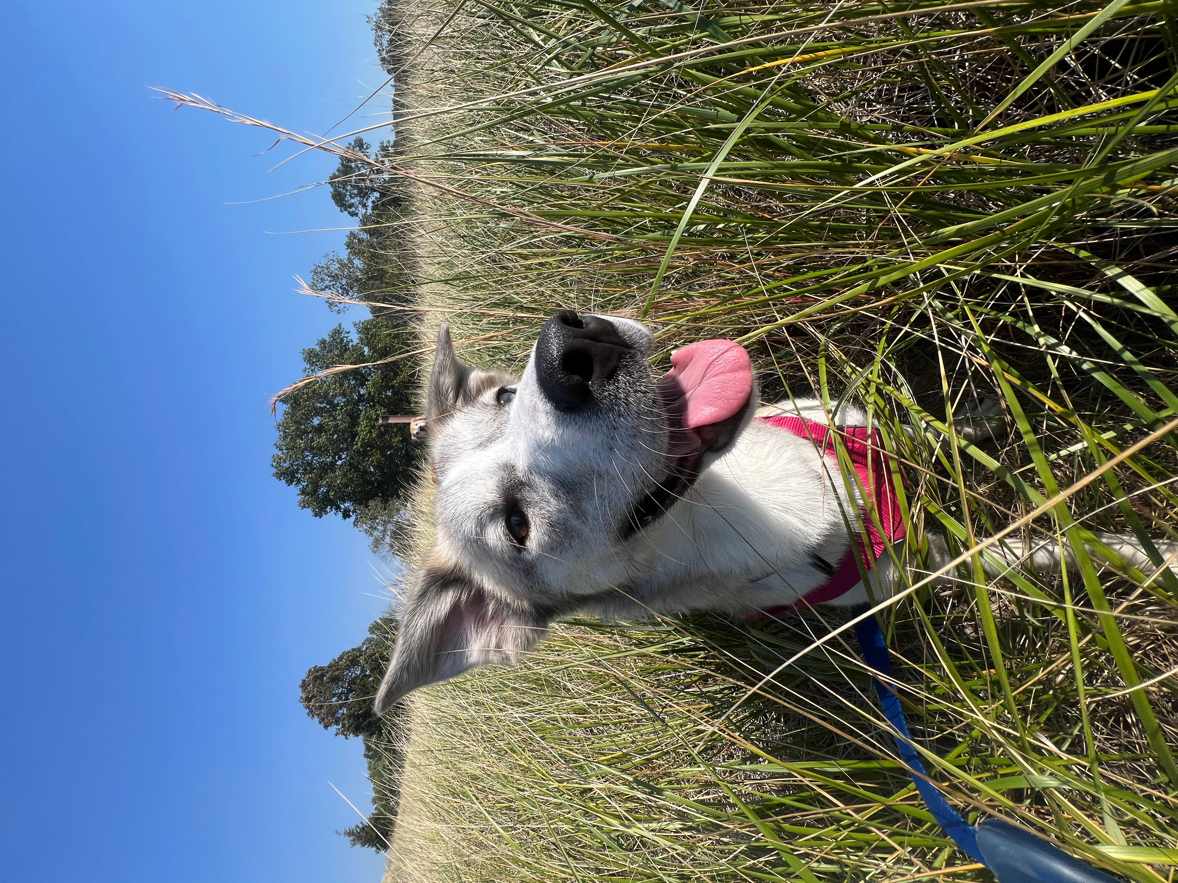 Adopt Mira Today Find Paw Pal