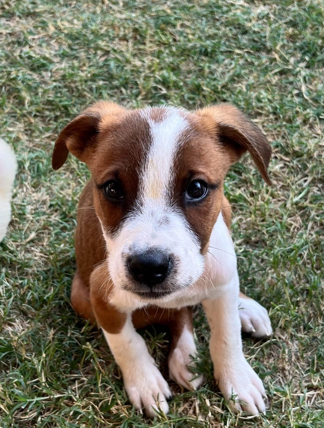 Adopt Jack Today Find Paw Pal