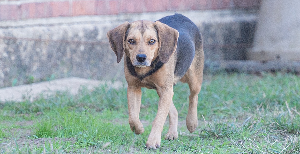 Adopt Foster JINNY! Today Pets TheCountyOffice