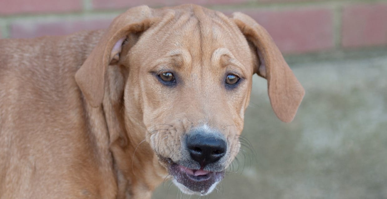 Adopt Calypso Today Find Paw Pal